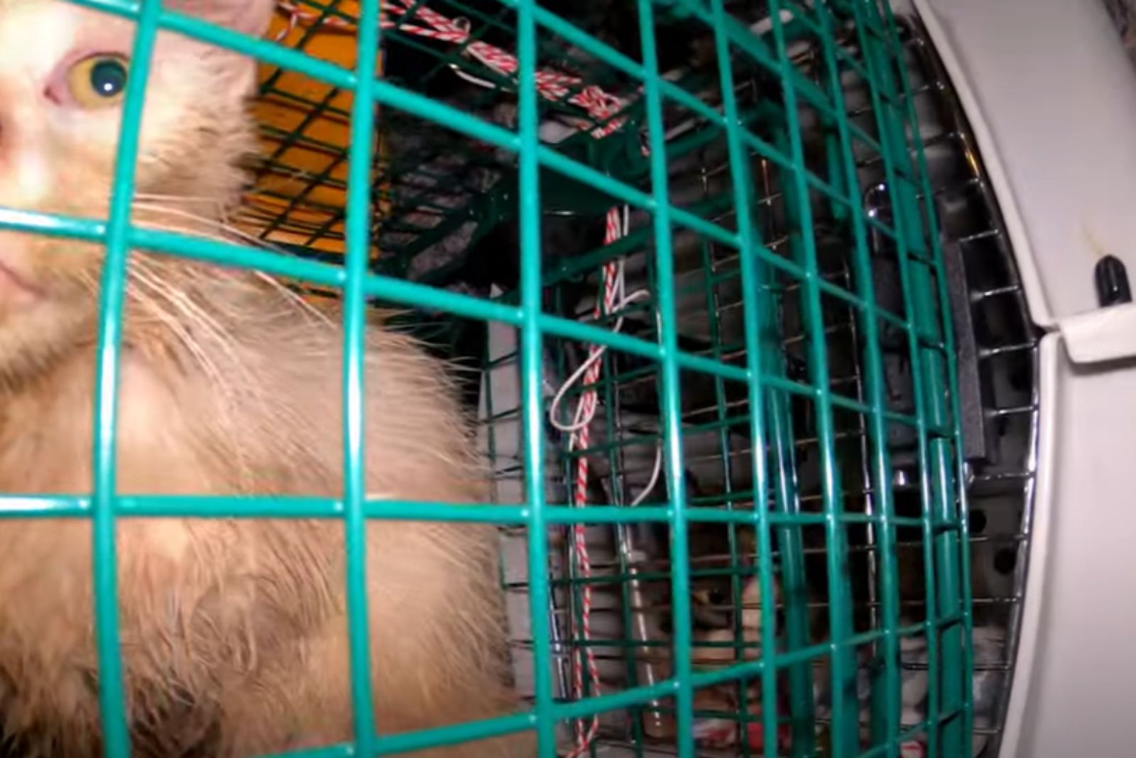 cat in a cage