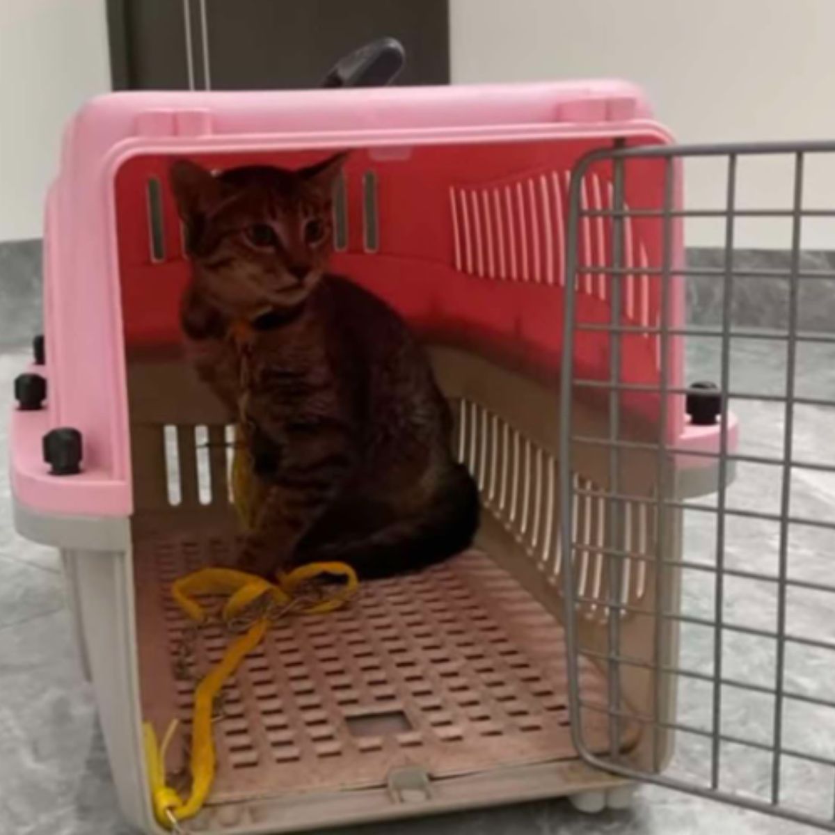cat in a carrier