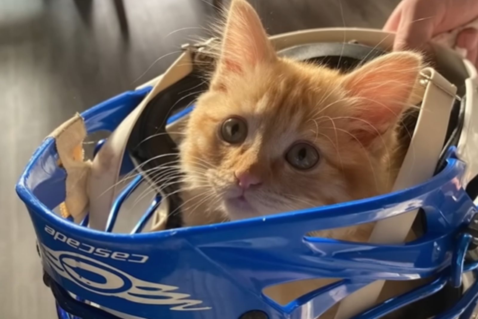 cat in a helmet