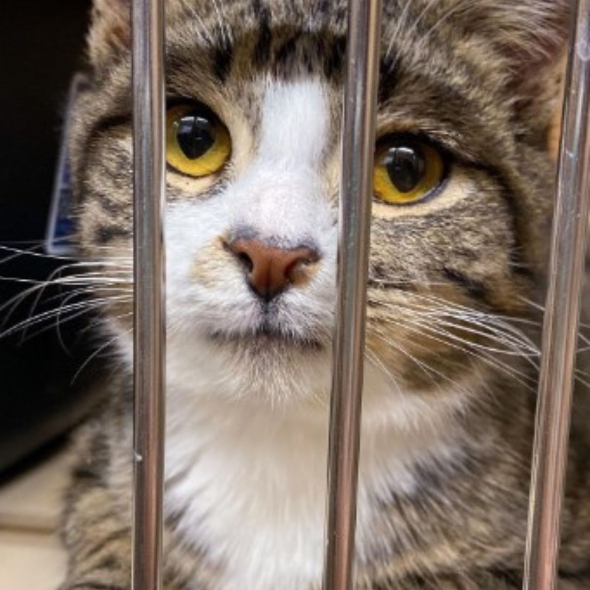 cat in a kennel