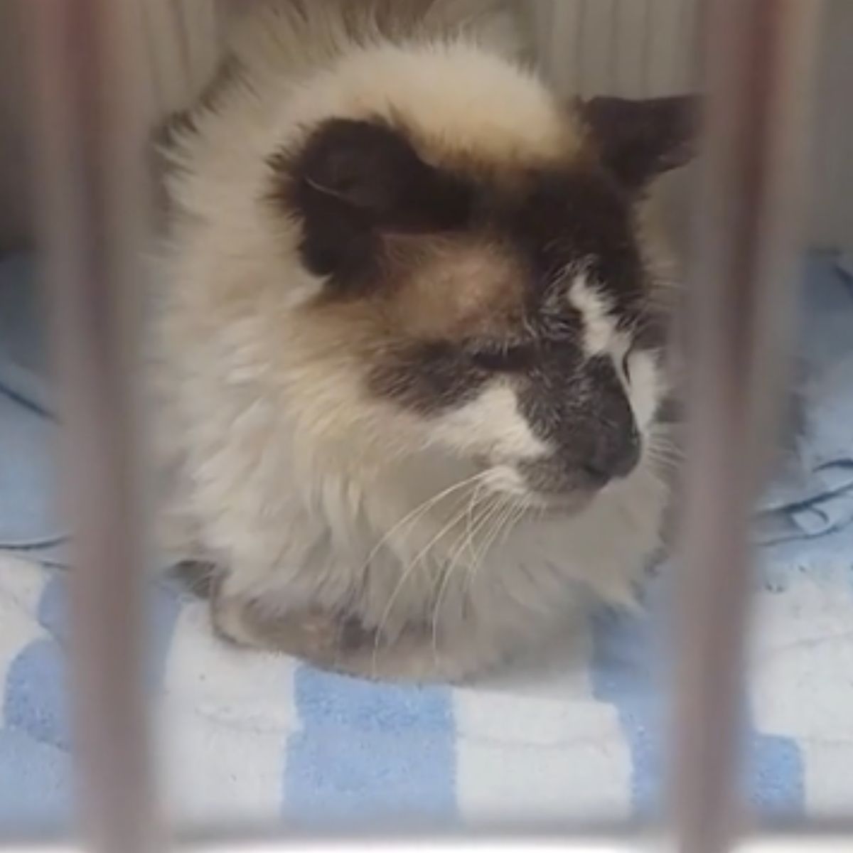 cat in a kennel
