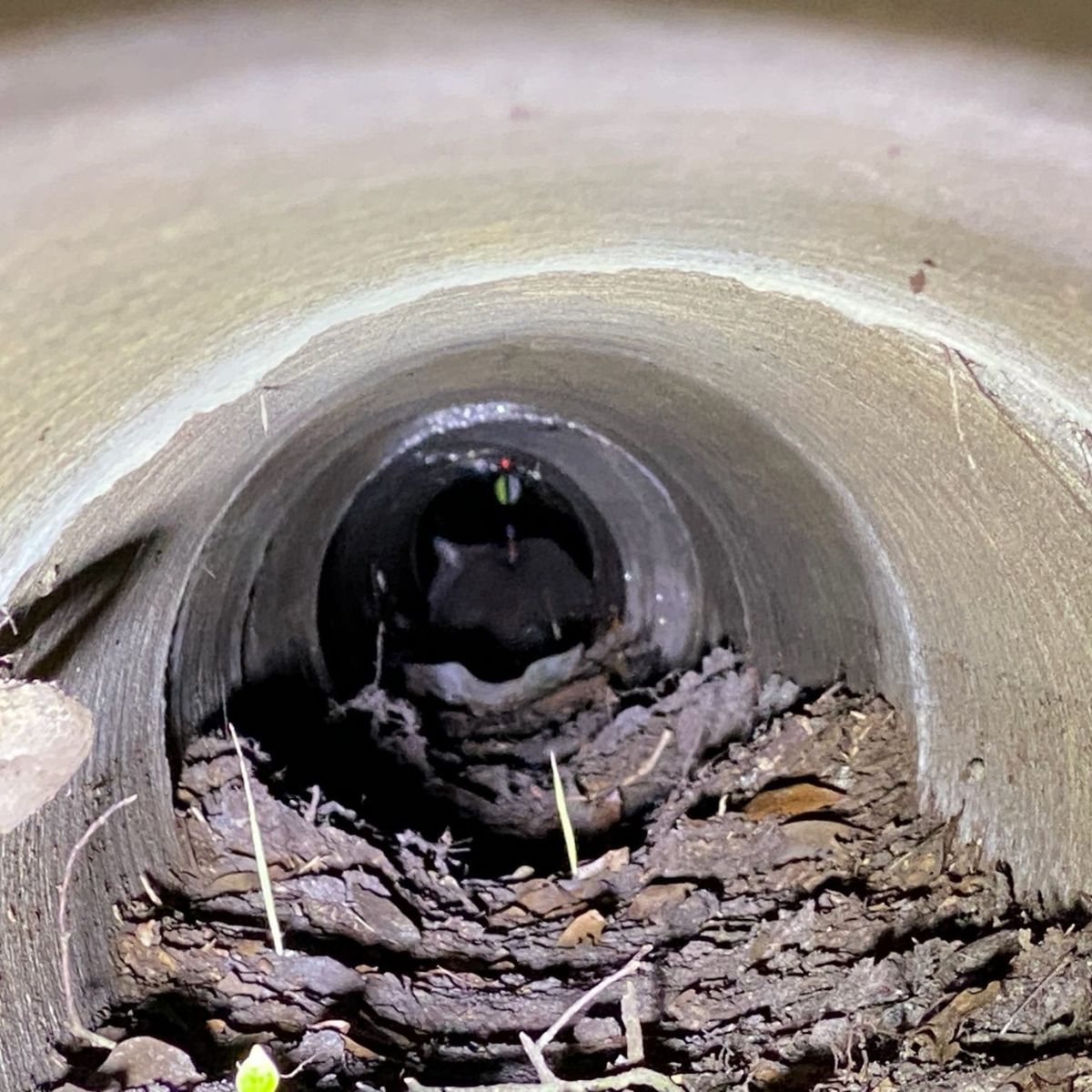 cat in a pipe