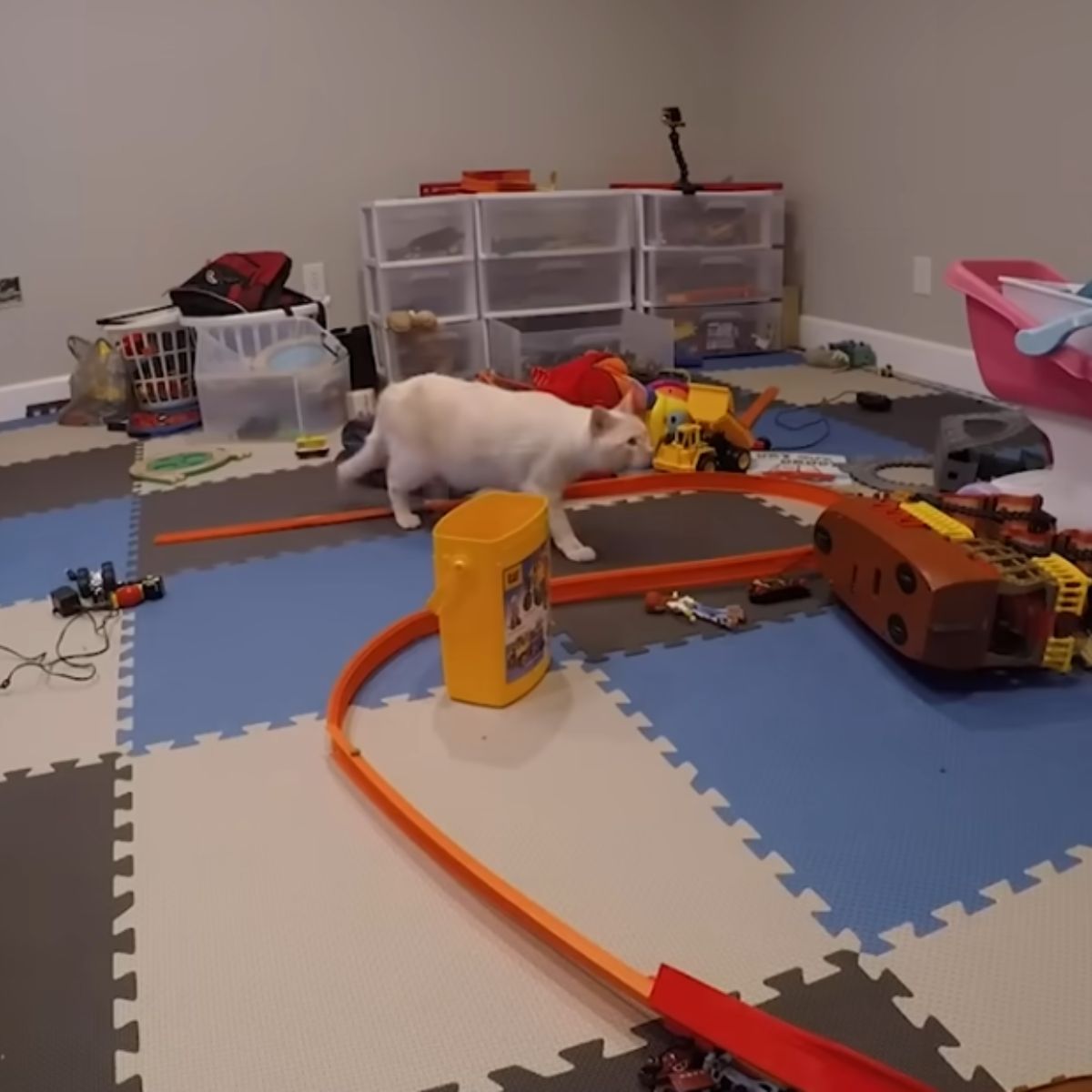 cat in a play room