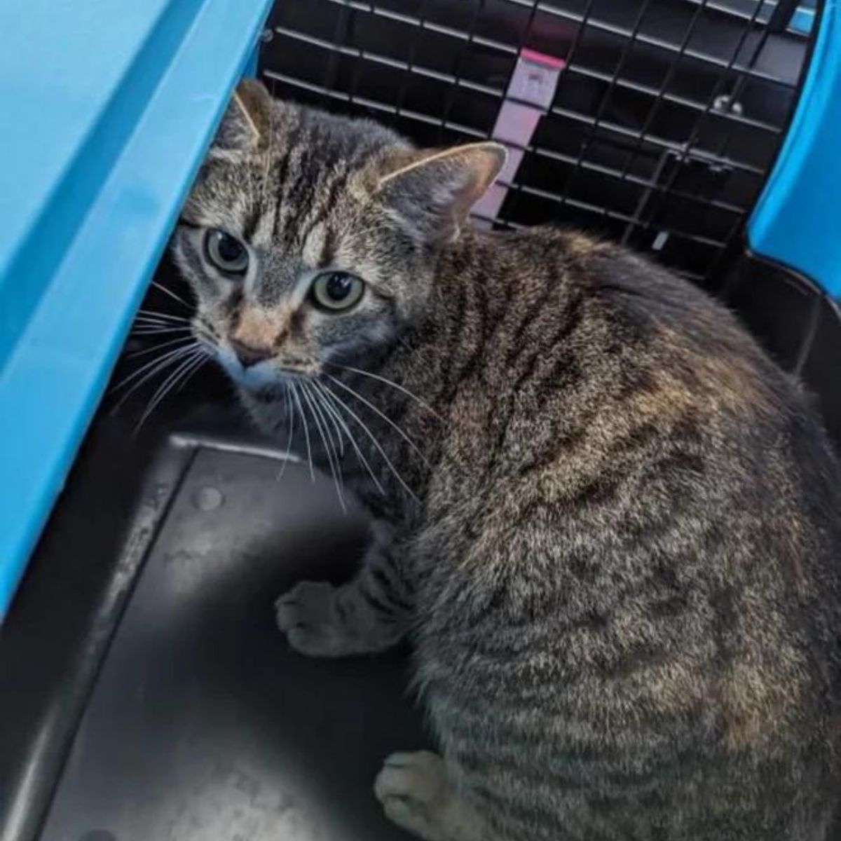 cat in a transporter