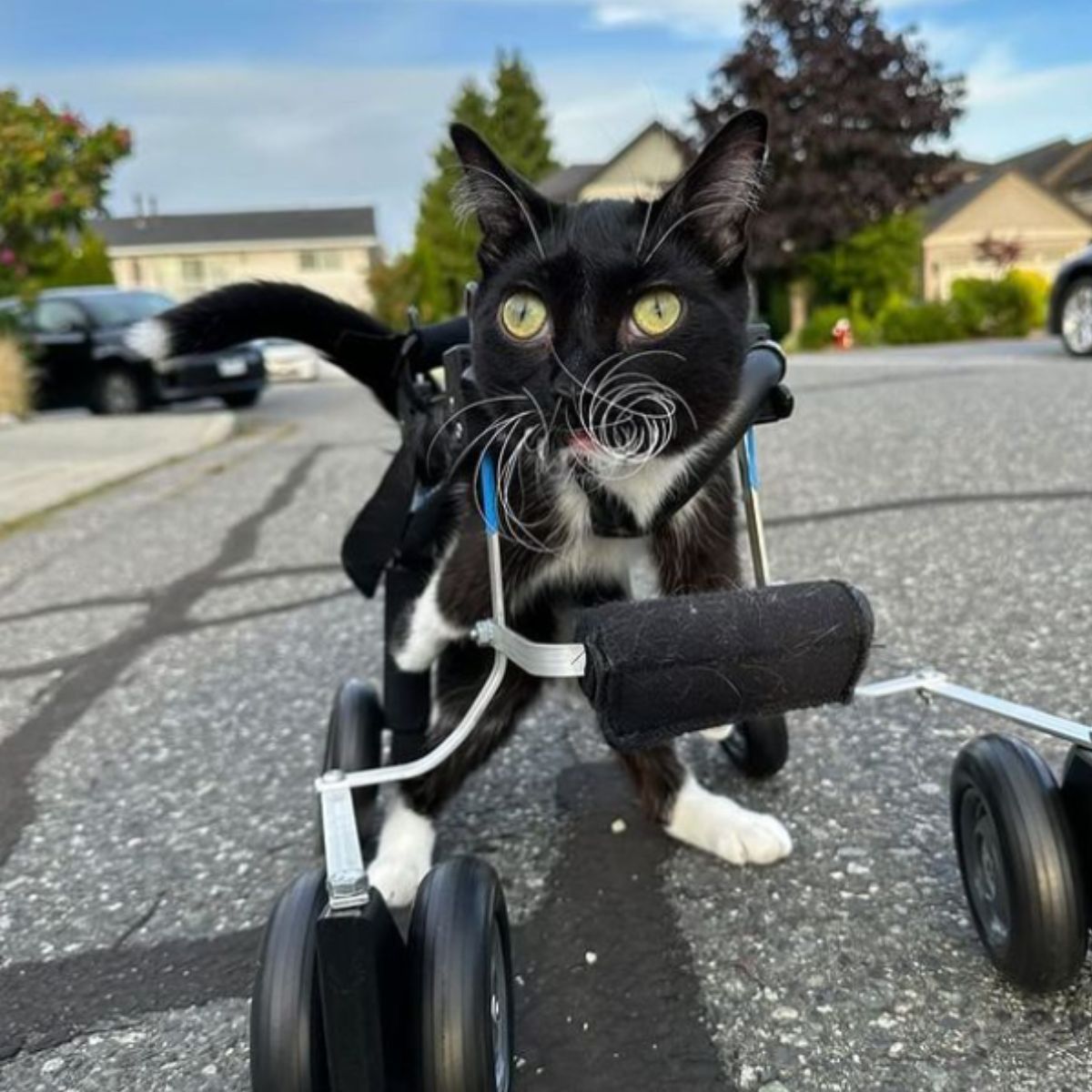 cat in a wheelchair