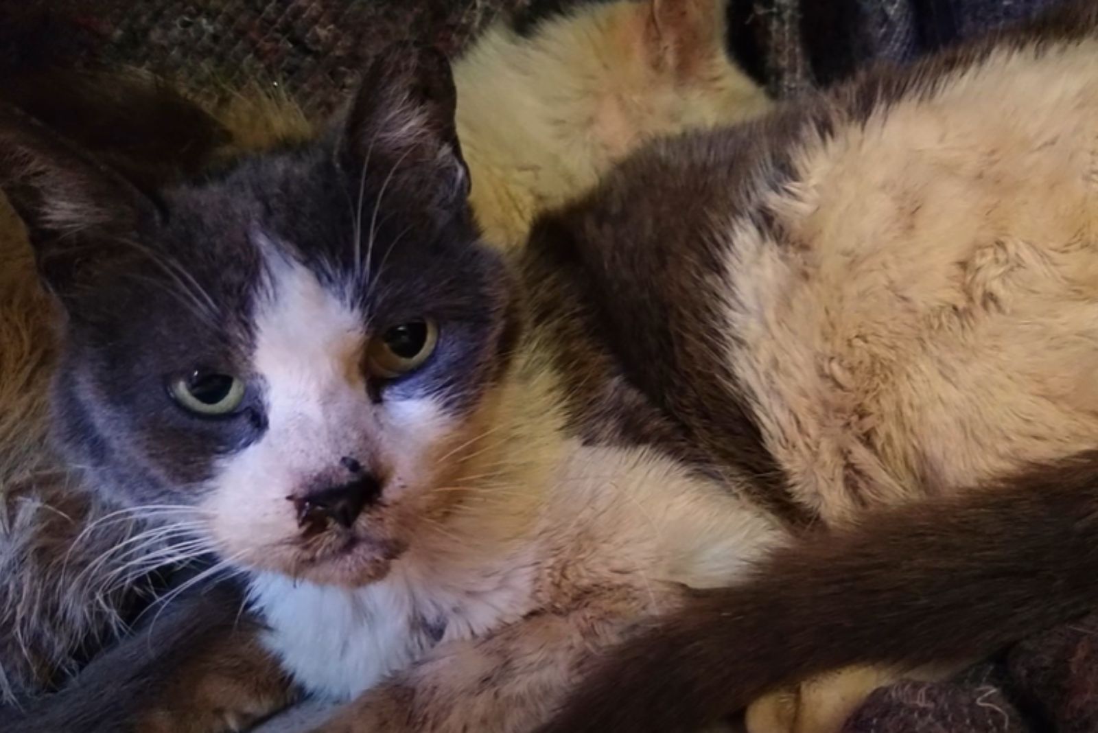 cat in bad condition