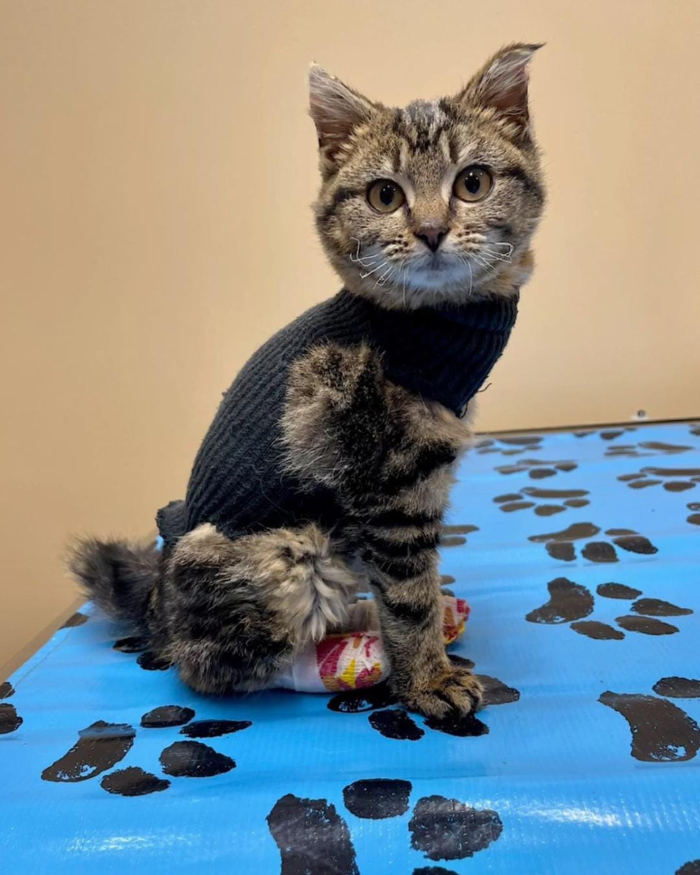 cat in bandage