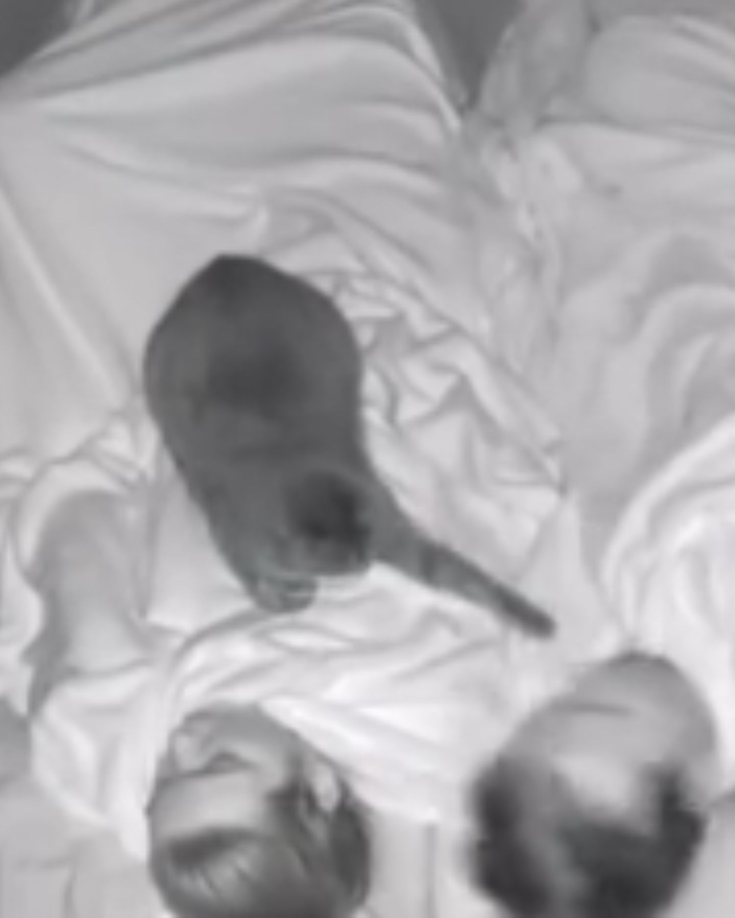 cat in bed with owners