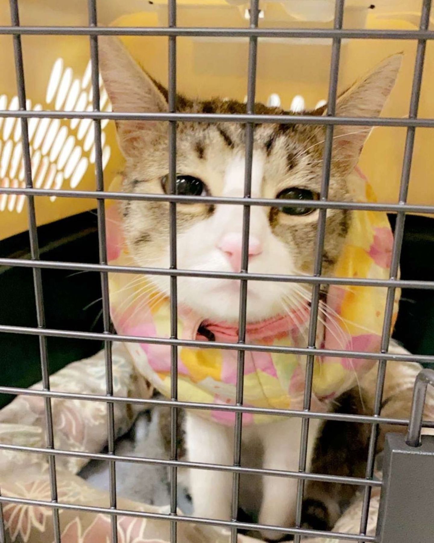 cat in clothes in carrier