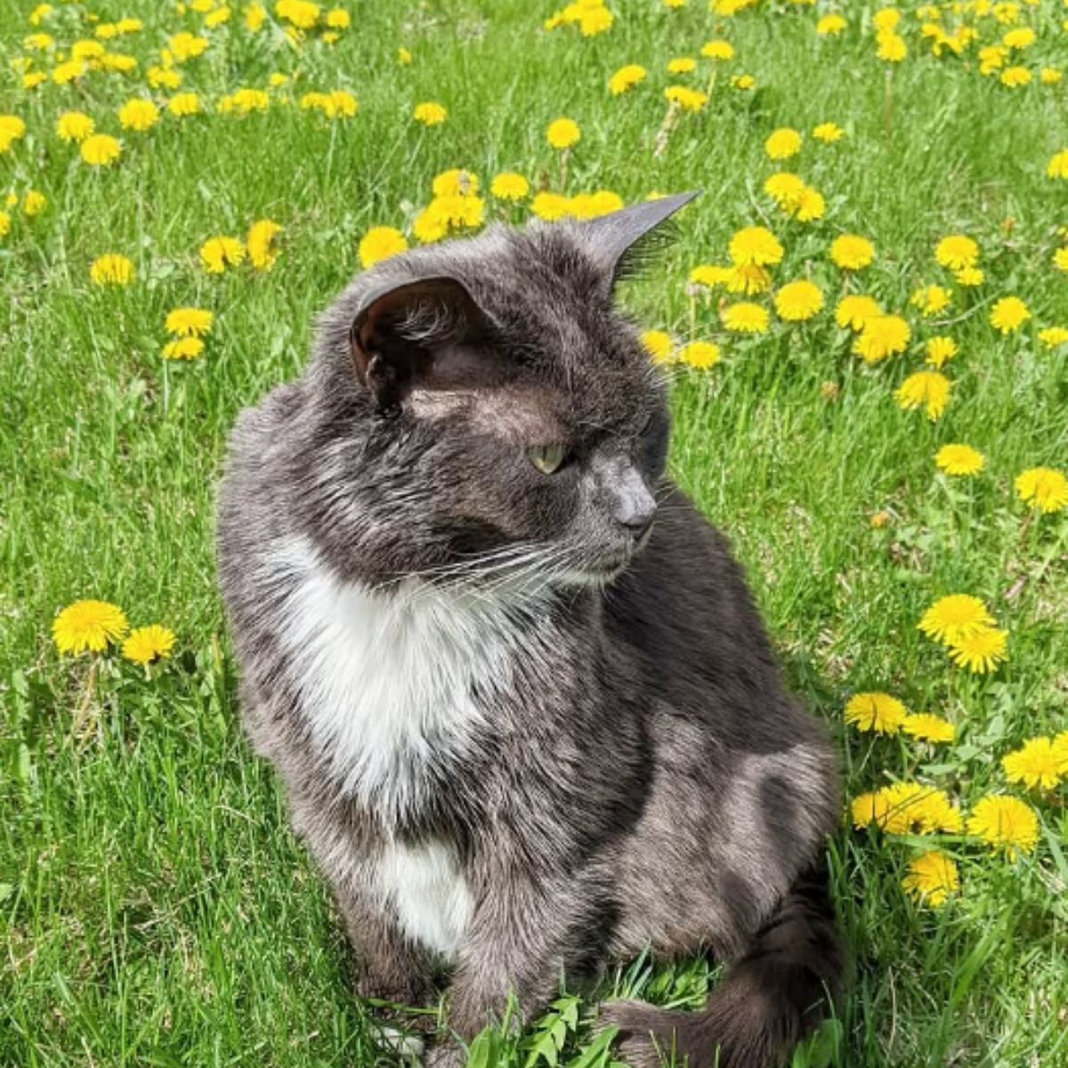 cat in grass