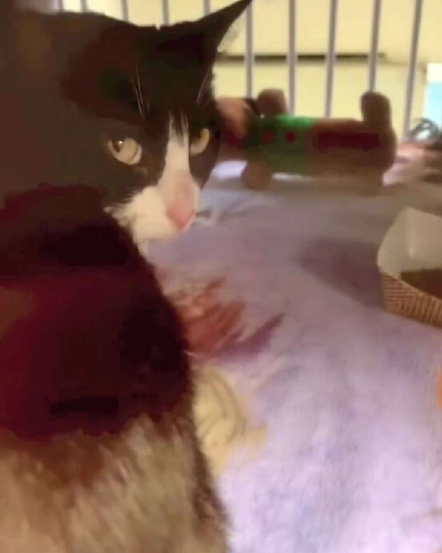 cat in kennel