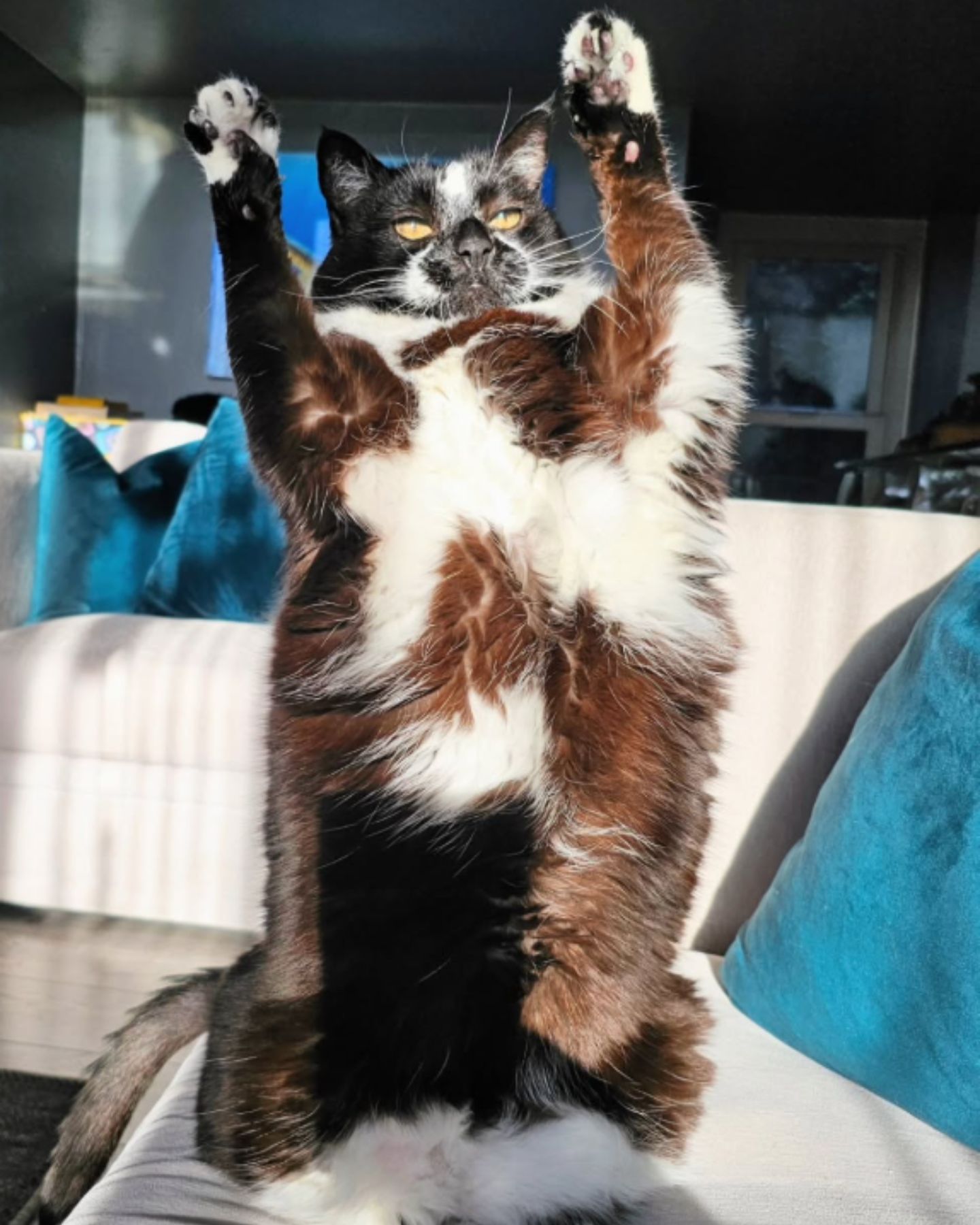 cat in sun