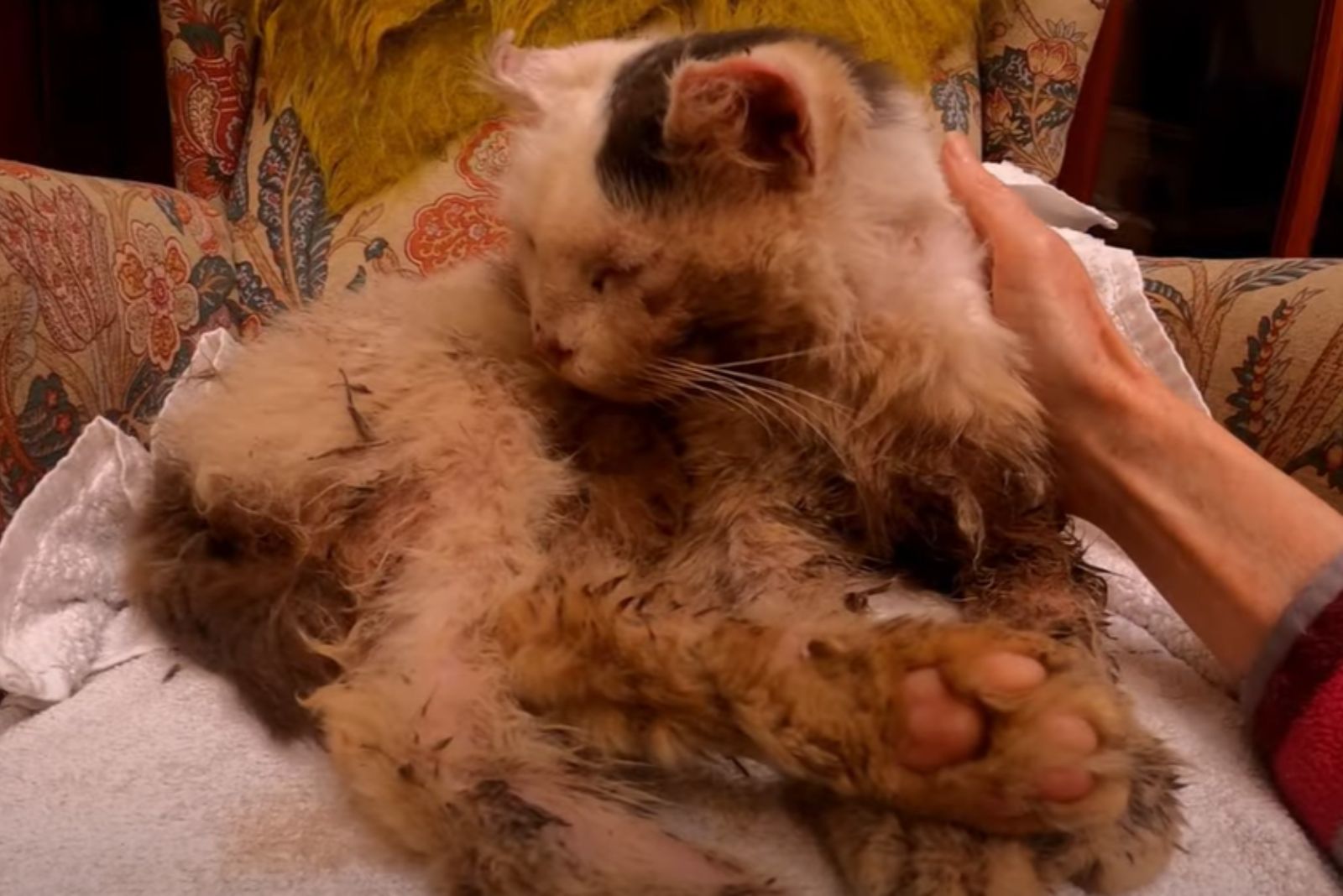 cat in terrible condition