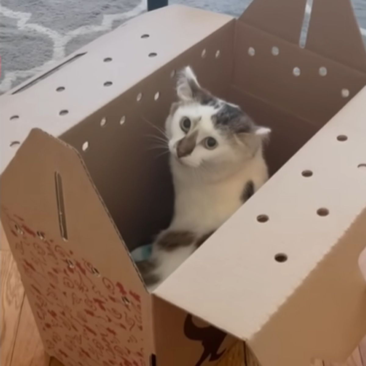 cat in the box