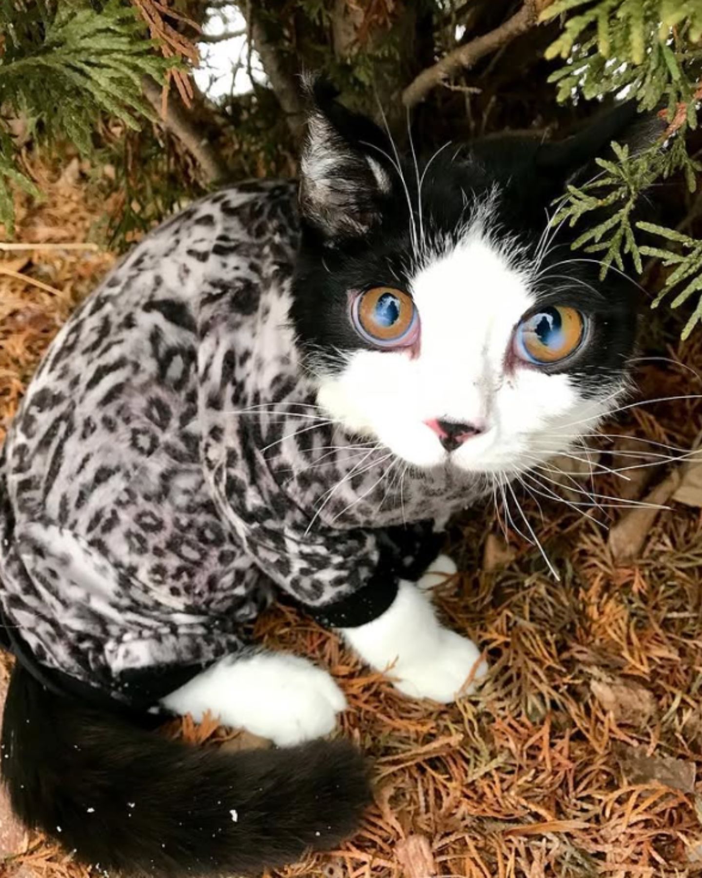 cat in the clothes came out