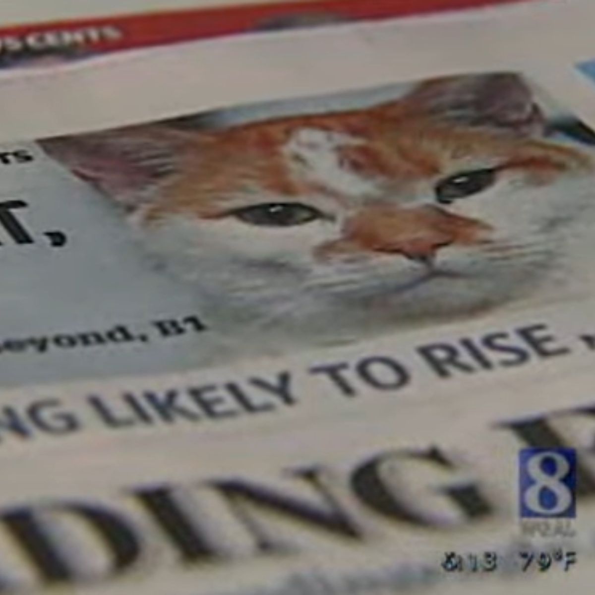 cat in the newspaper