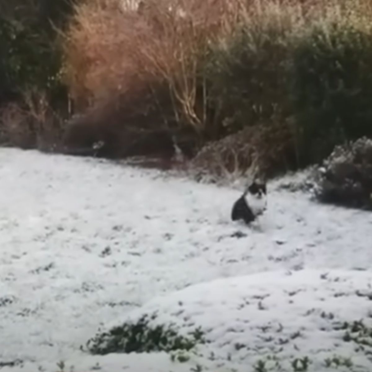cat in the snow
