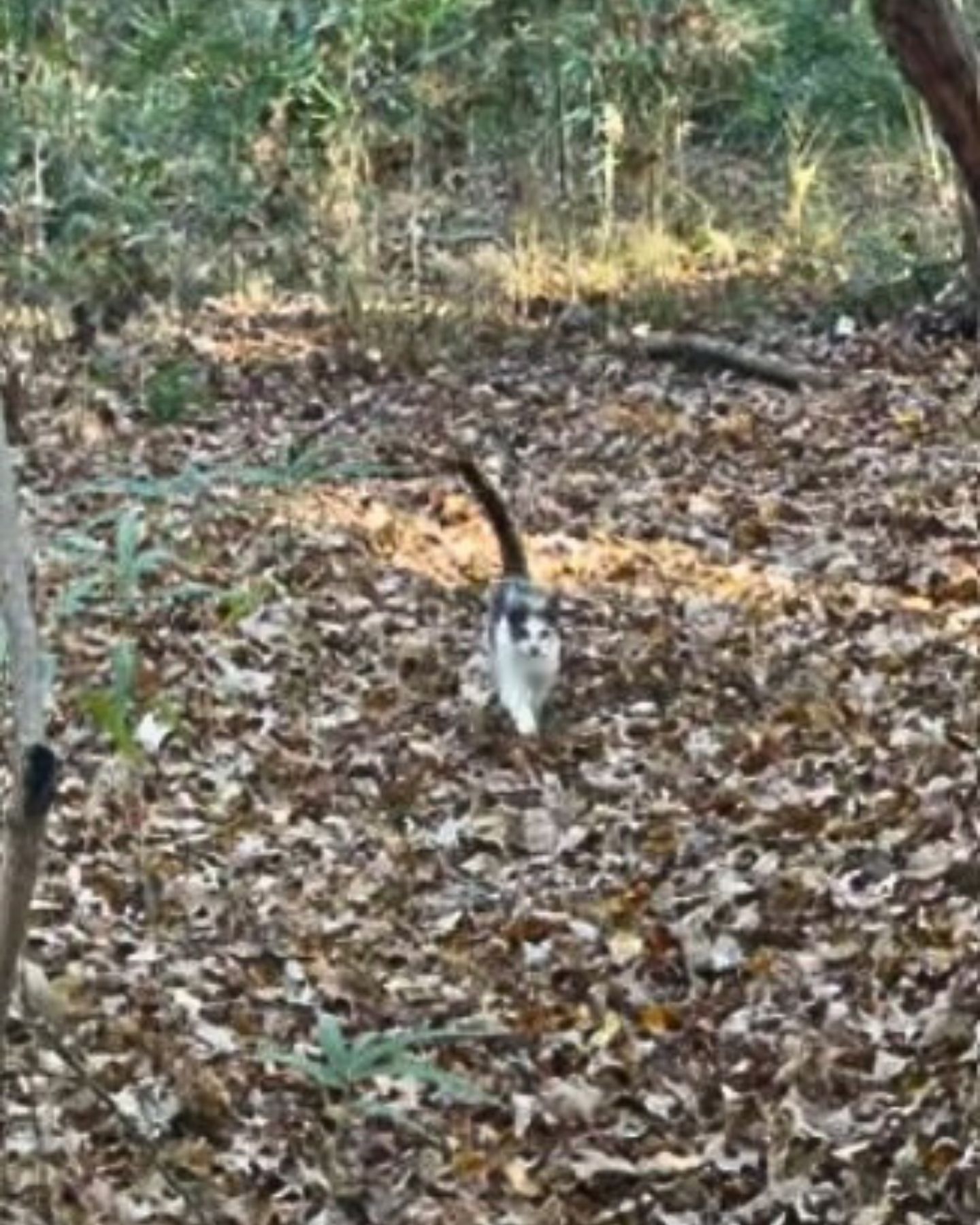 cat in the woods