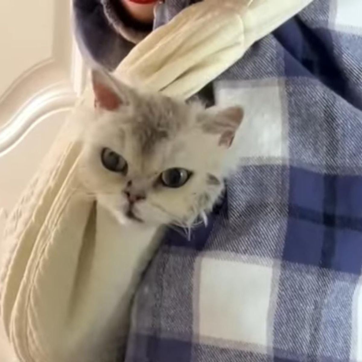 cat in towel
