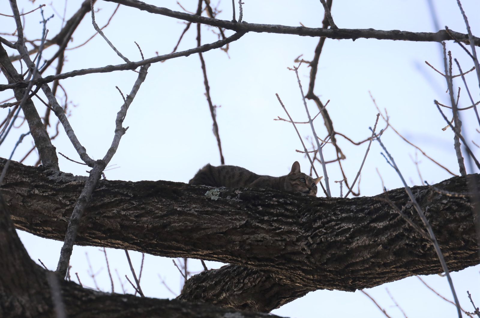 cat in tree