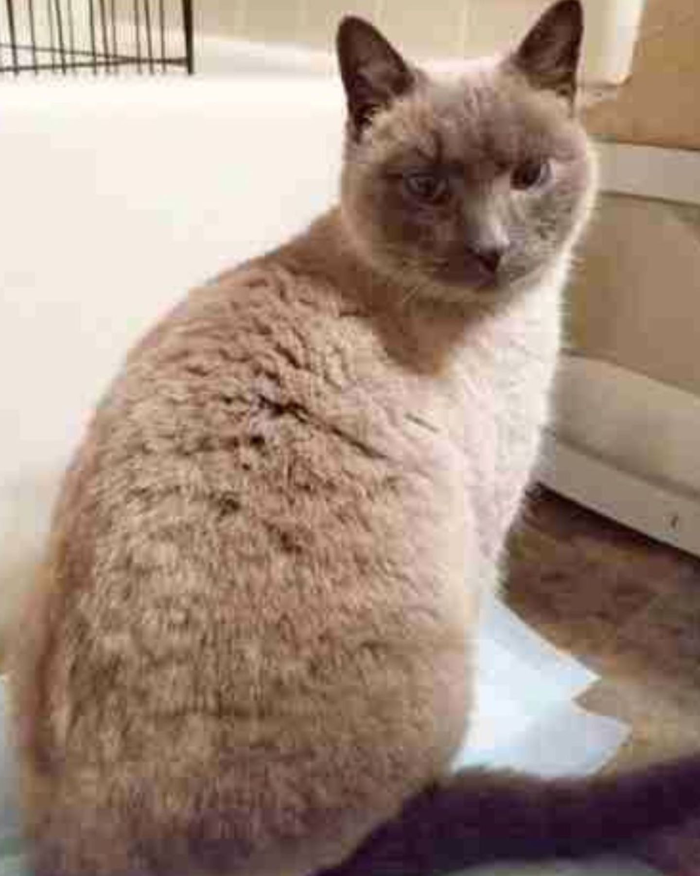 cat indoors