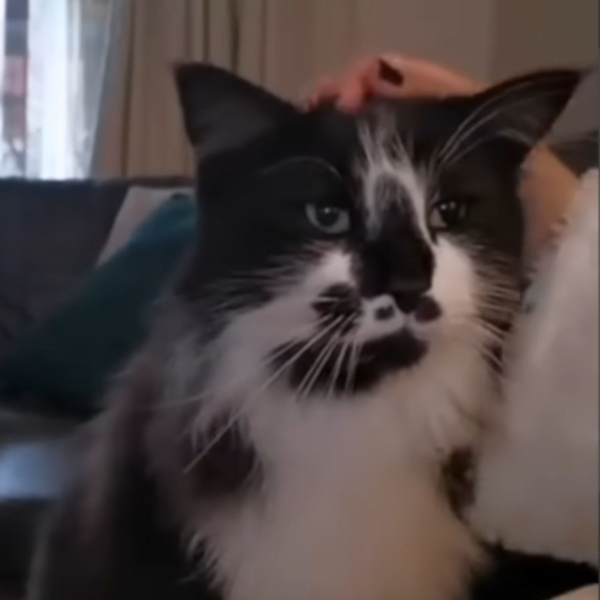 cat indoors