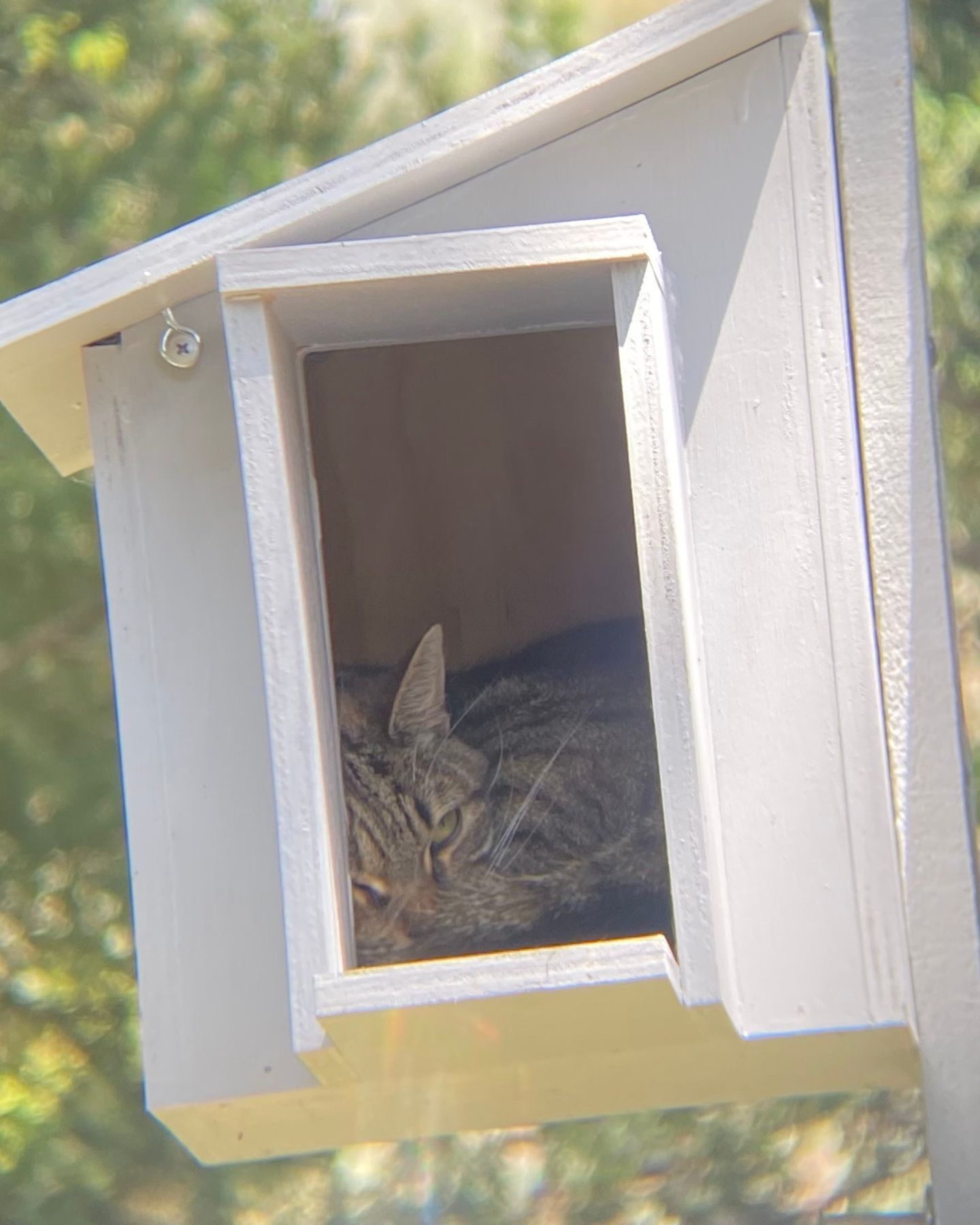 cat inside the box