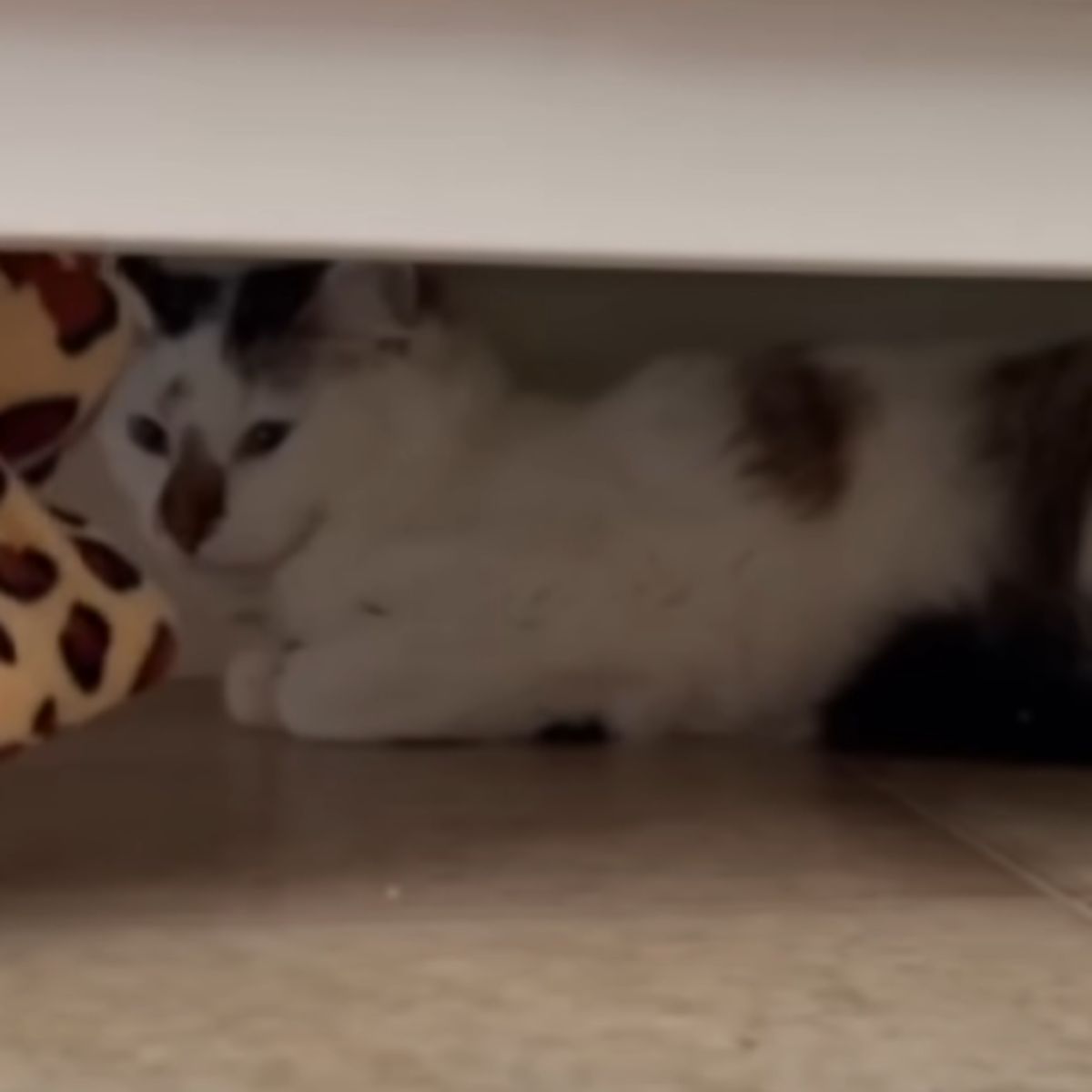 cat is hiding