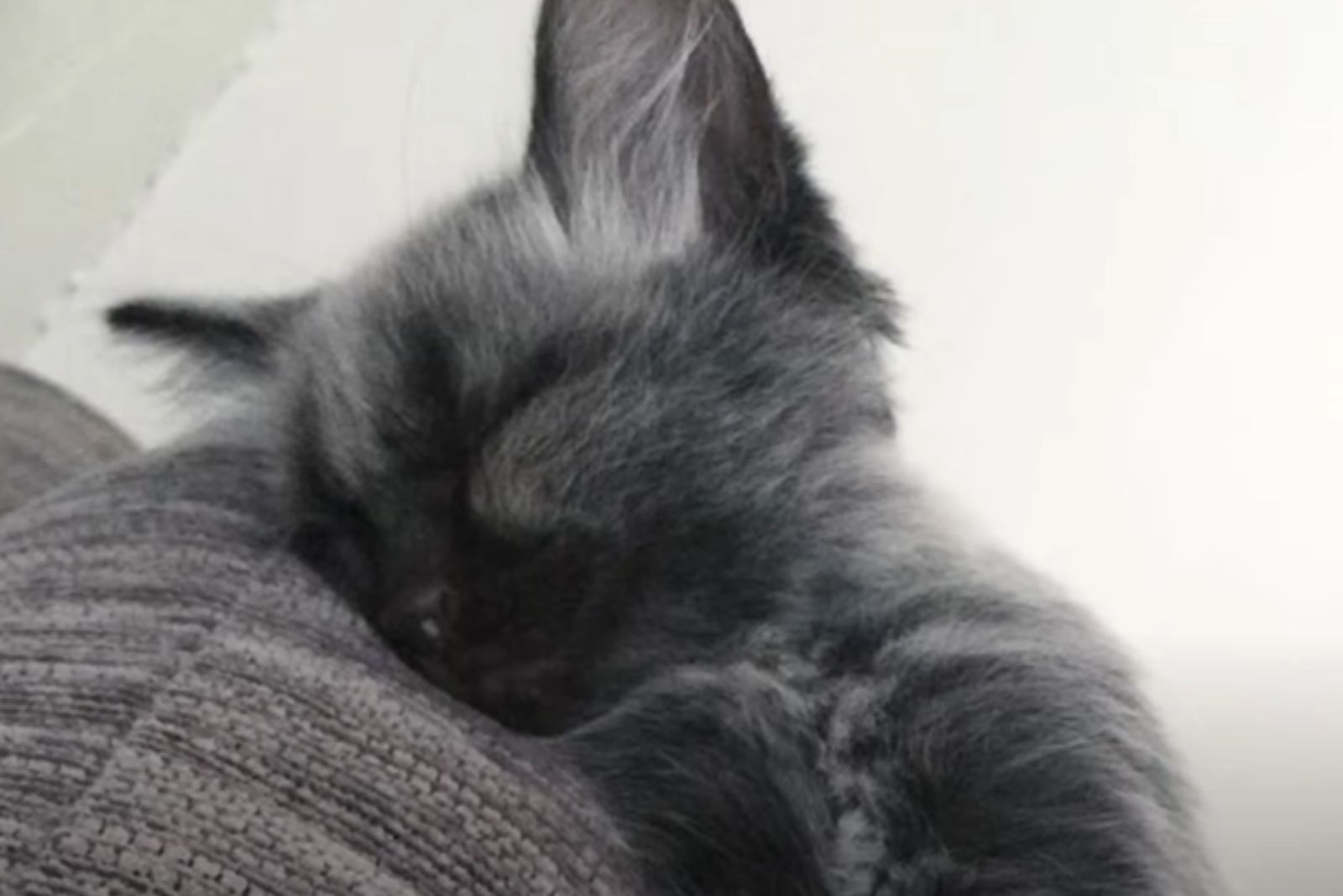 cat is sleeping peacefully
