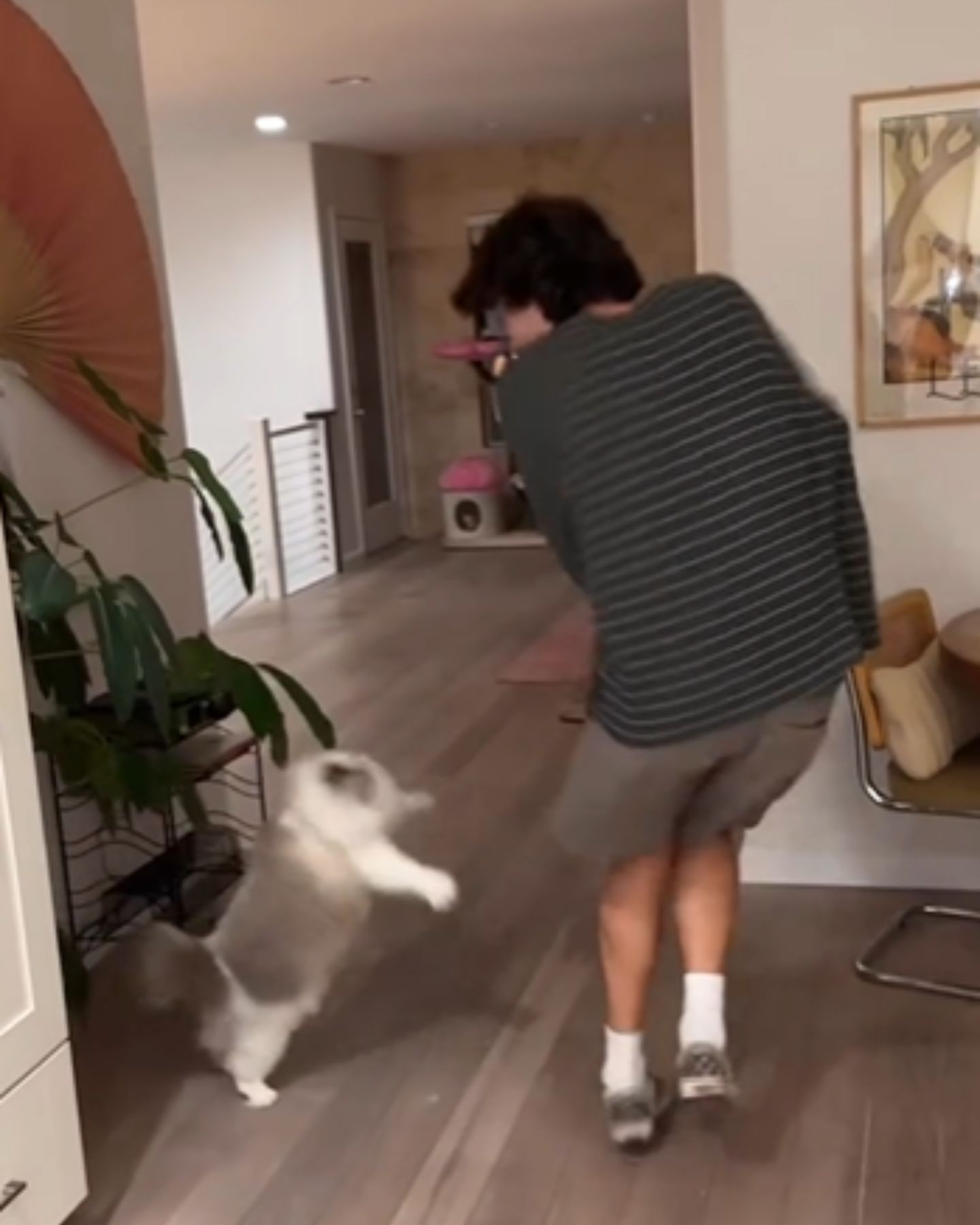cat jumps and scares guy