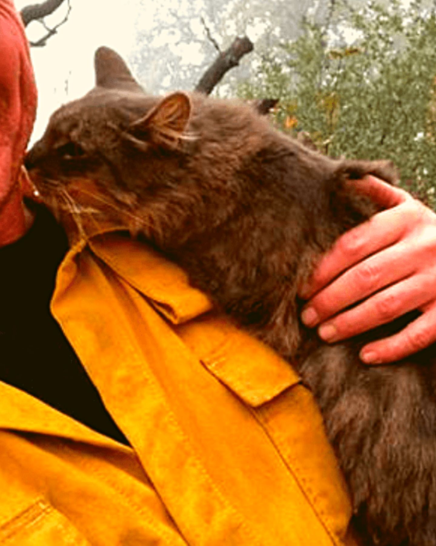cat licking firefighter