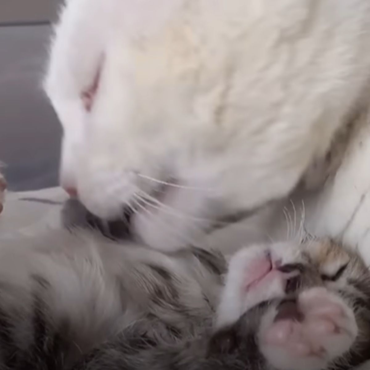 cat licking the kitten