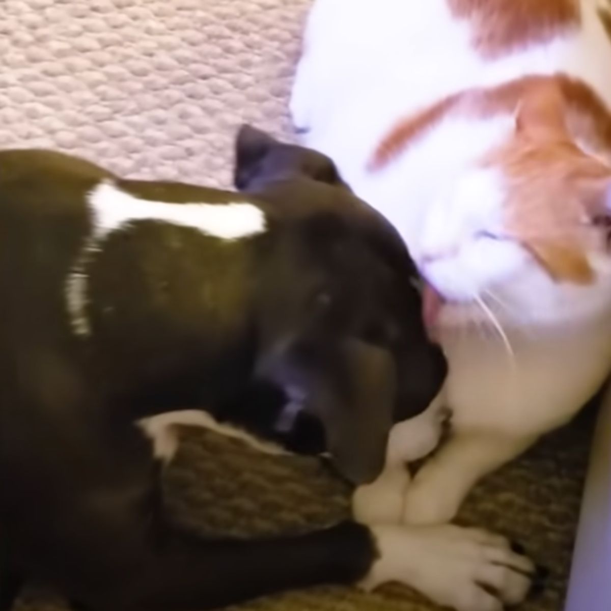 cat licking the pit bull