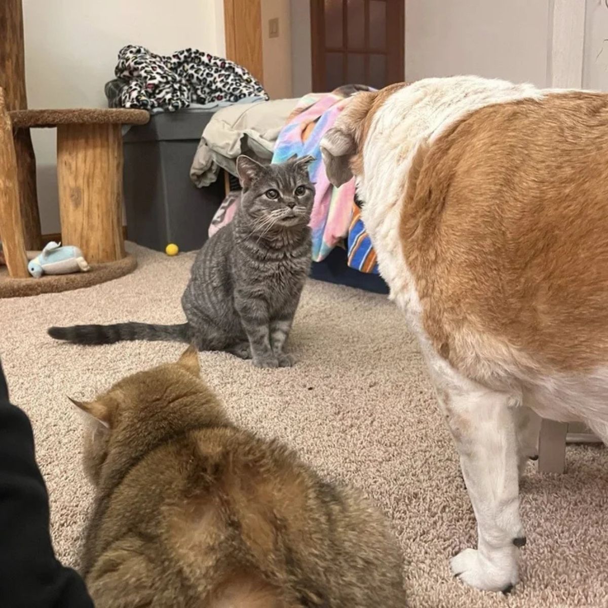 cat looking at a dog