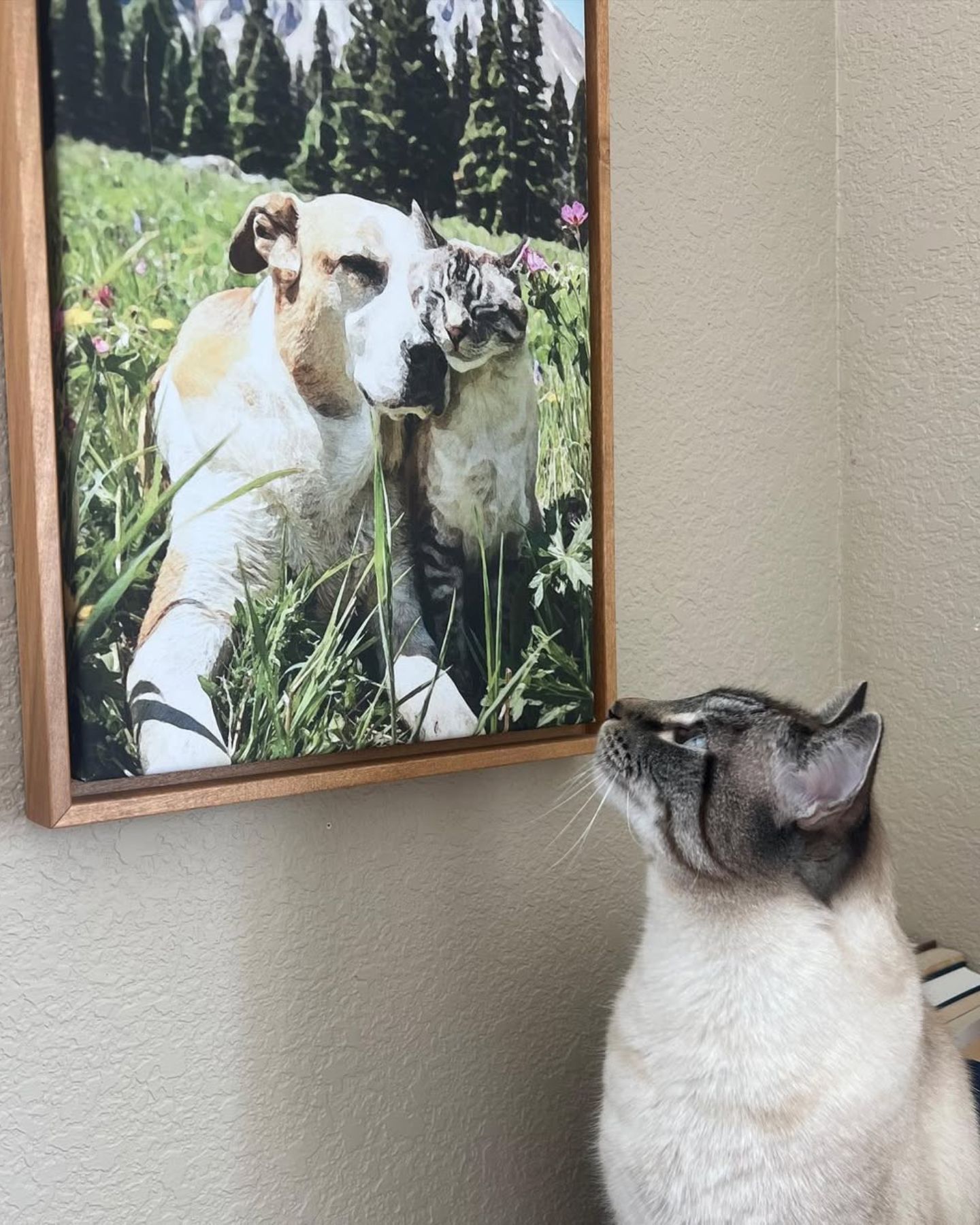 cat looking at a photo on the wall