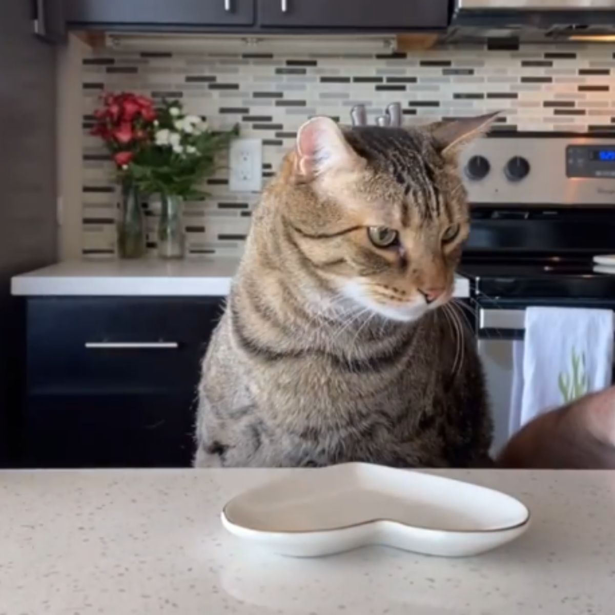 cat looking at an empty plate