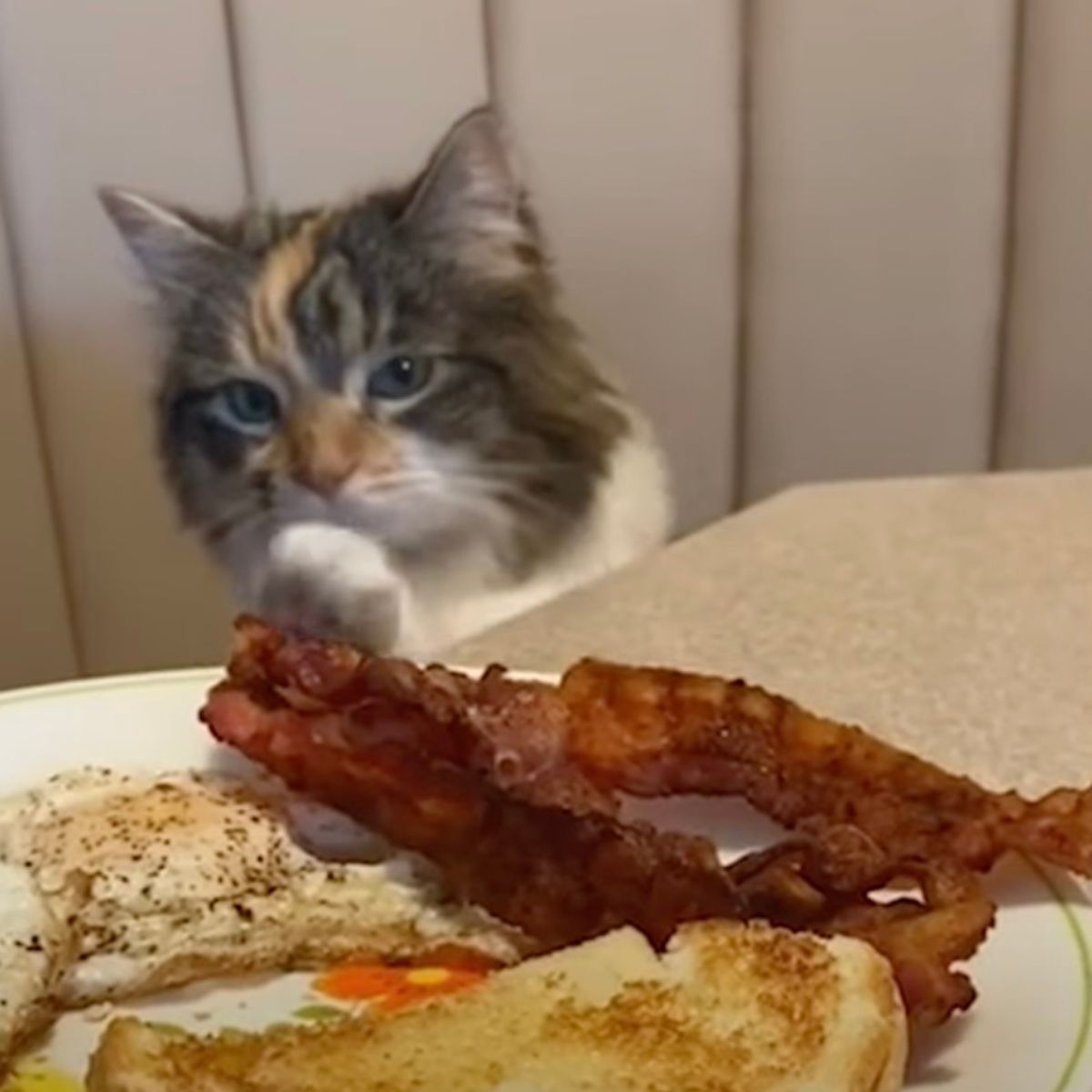 cat looking at bacon