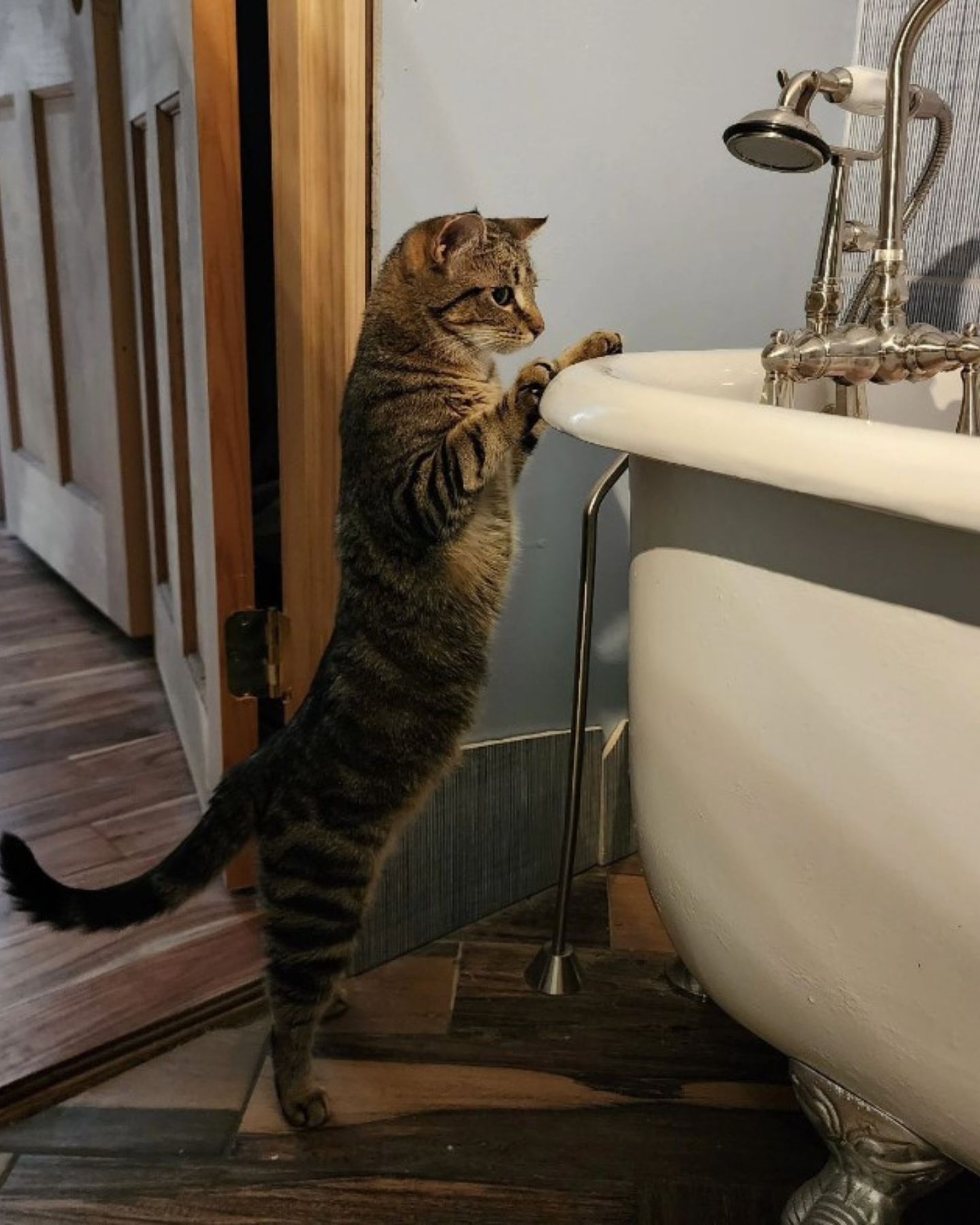 cat looking at bathtub