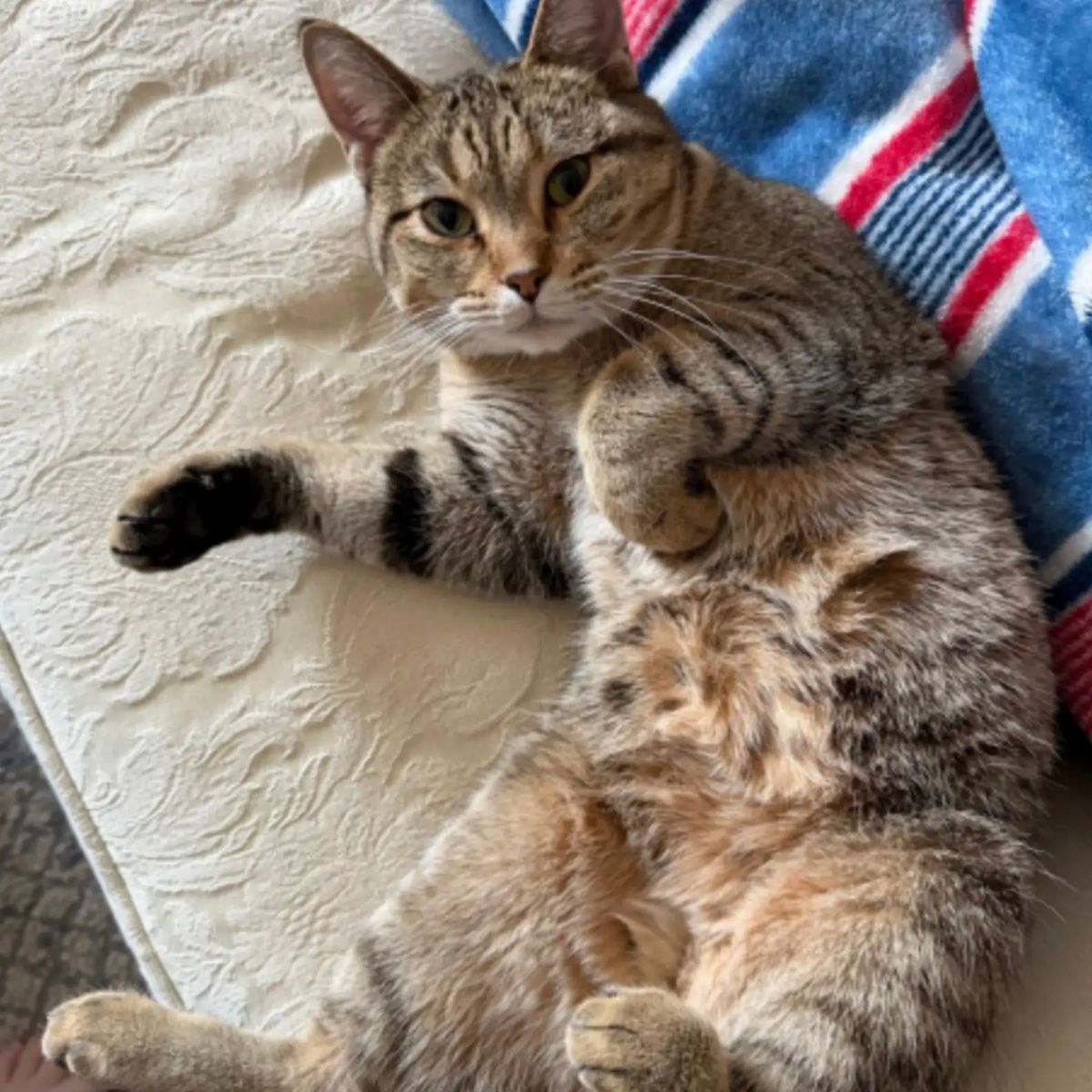 cat looking at camera