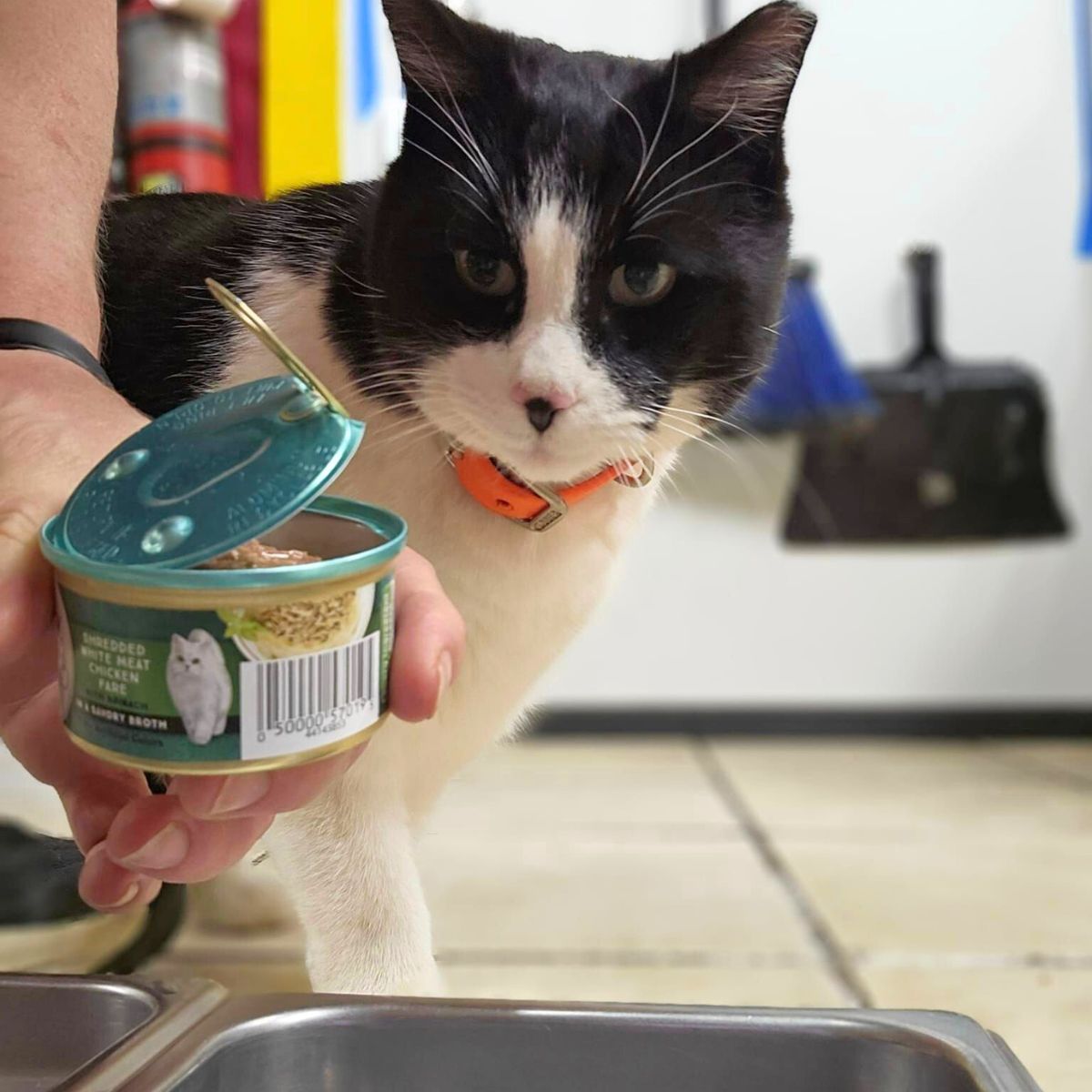 cat looking at can of food