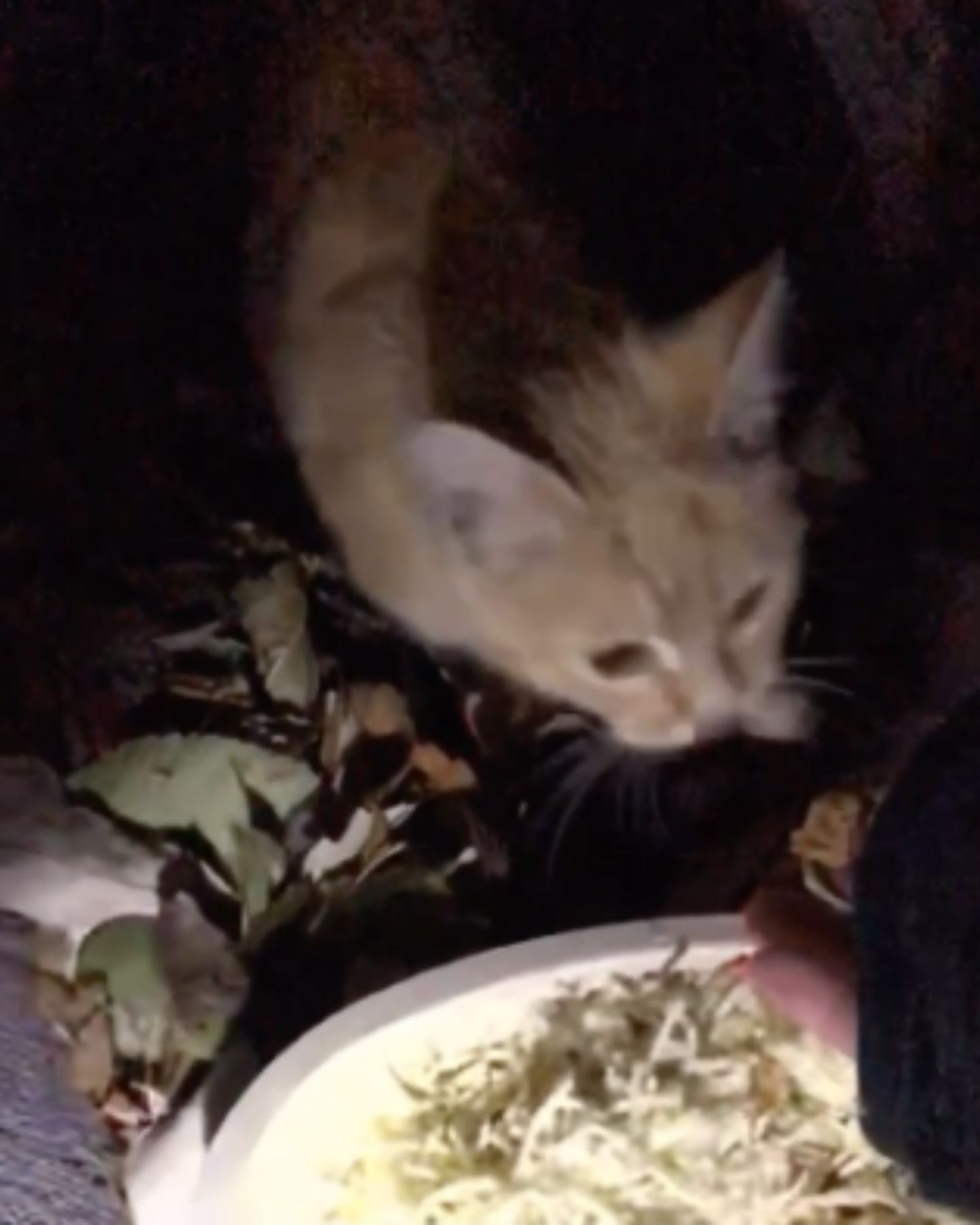 cat looking at food