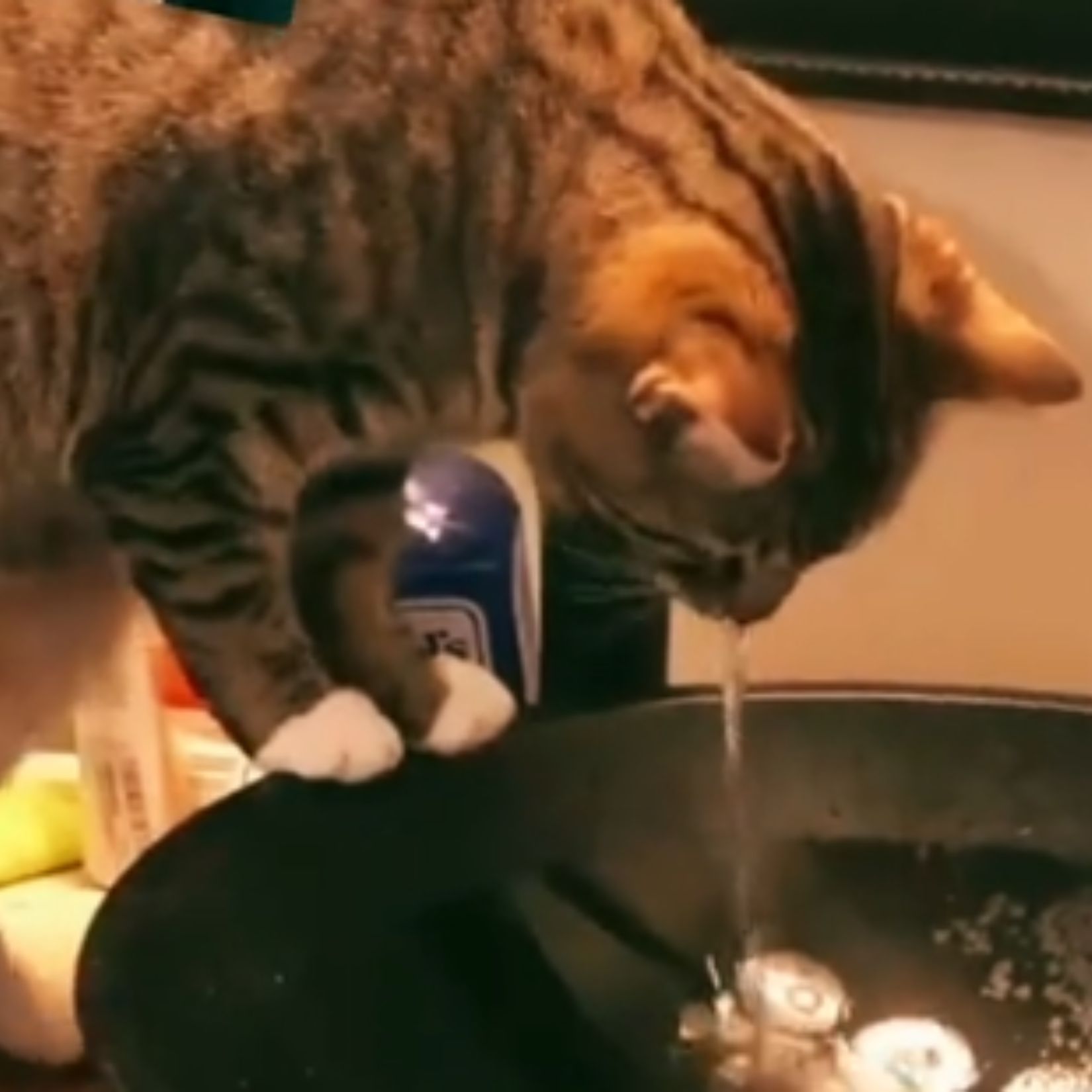 cat looking at sink