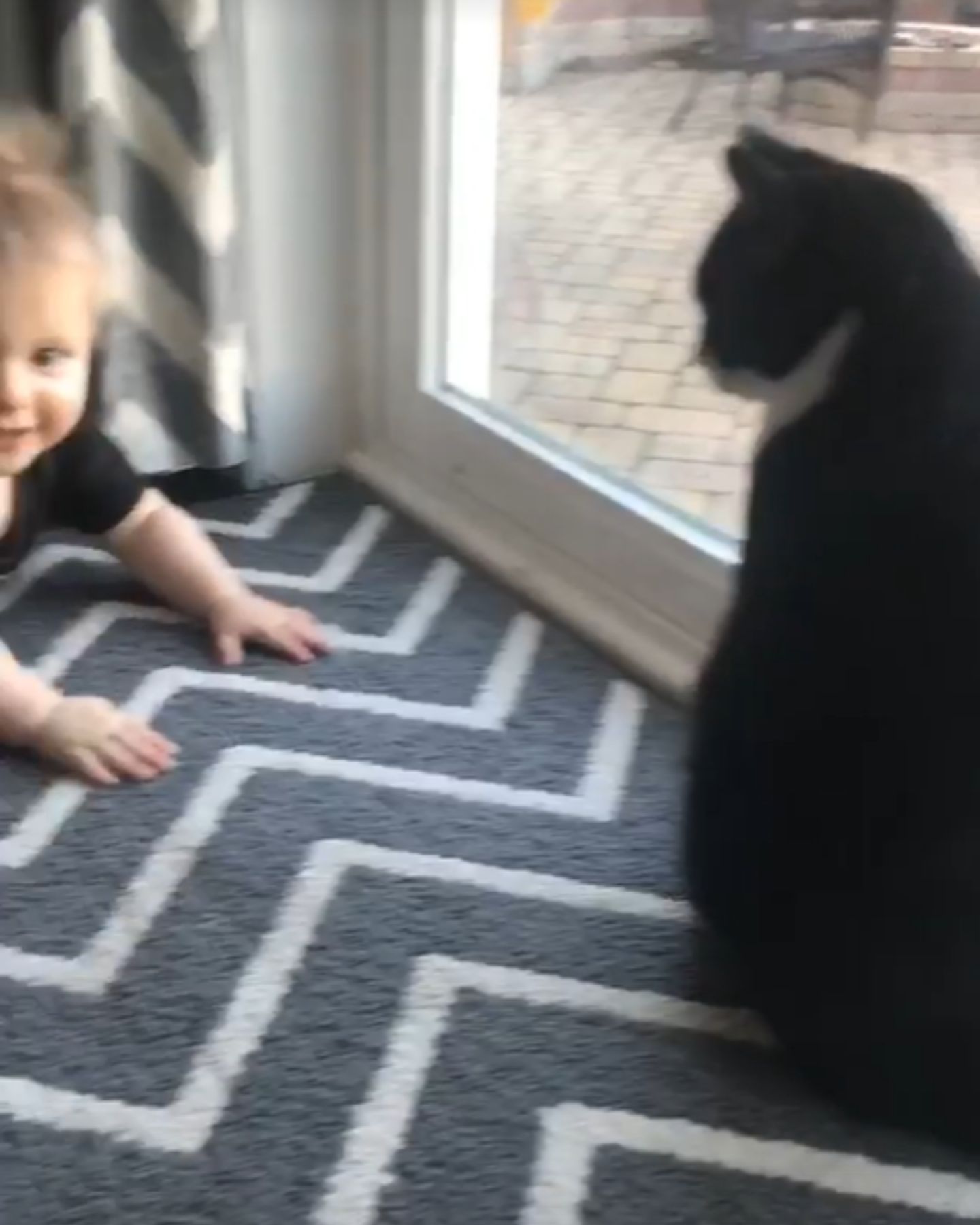 cat looking at the baby