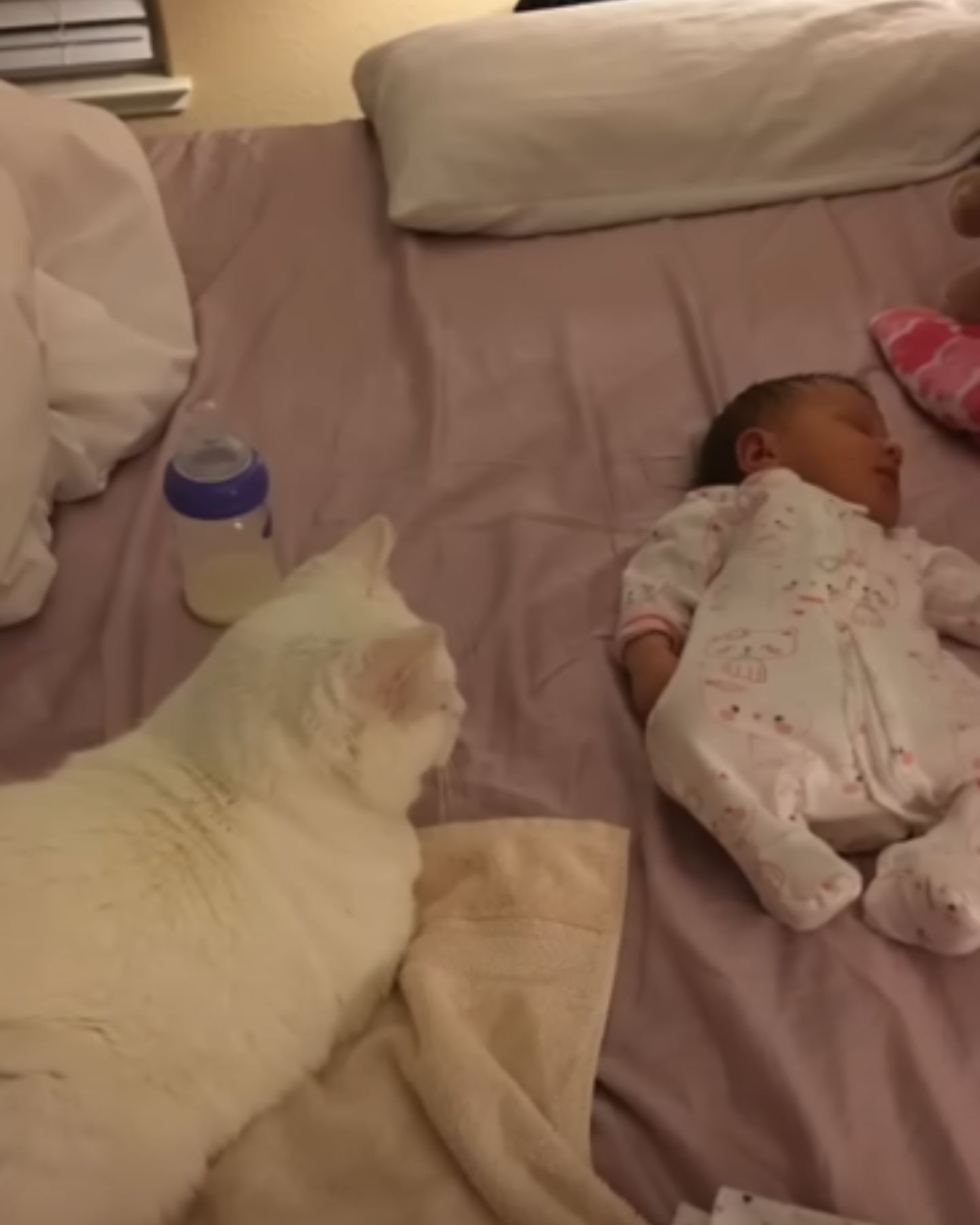 cat looking at the baby