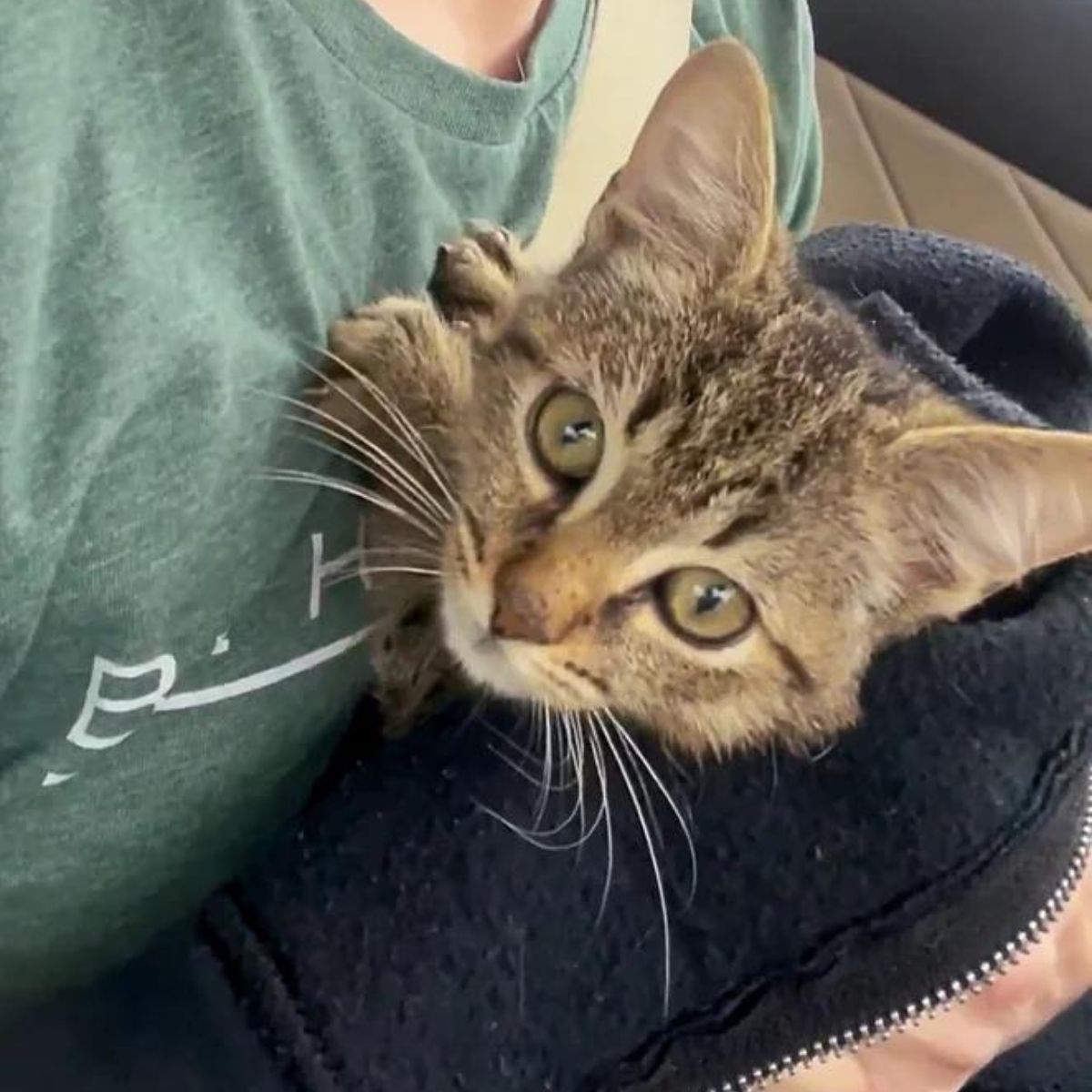 cat looking at the camera