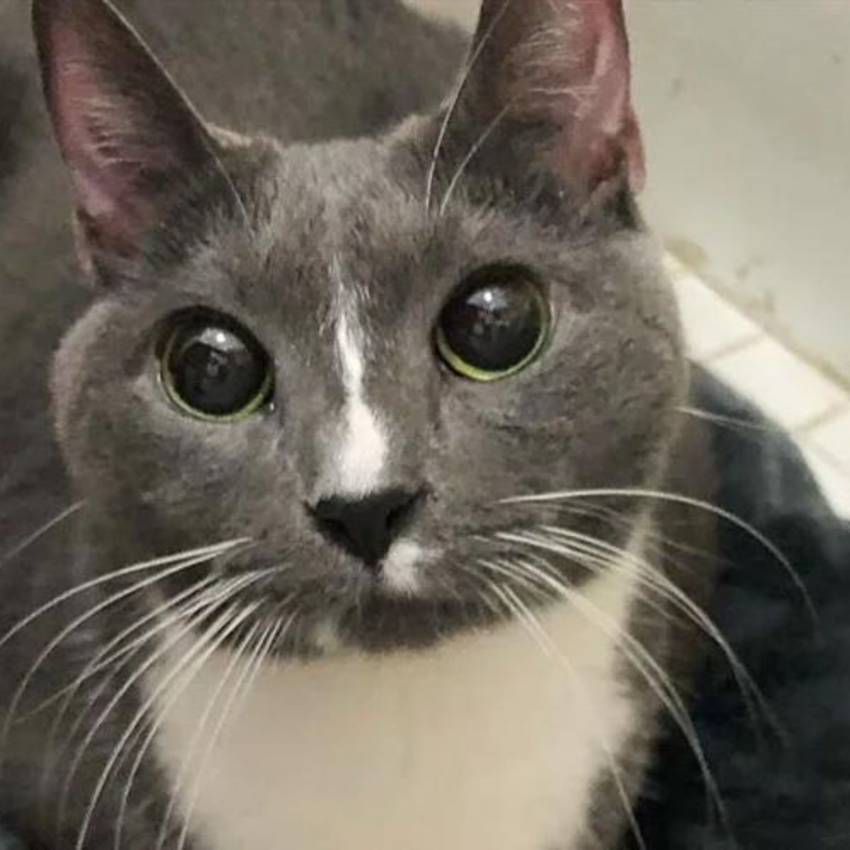 cat looking at the camera