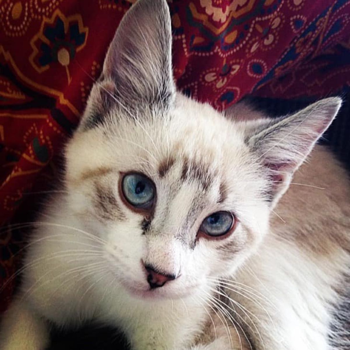 cat looking at the camera