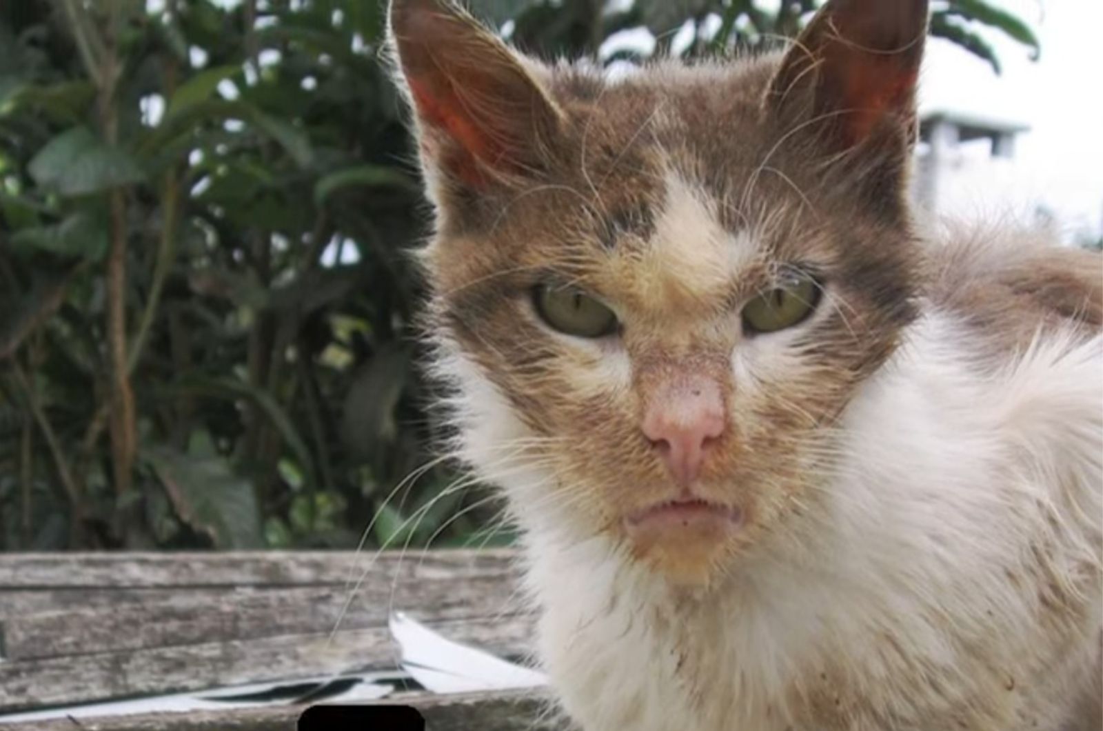 cat looking at the camera