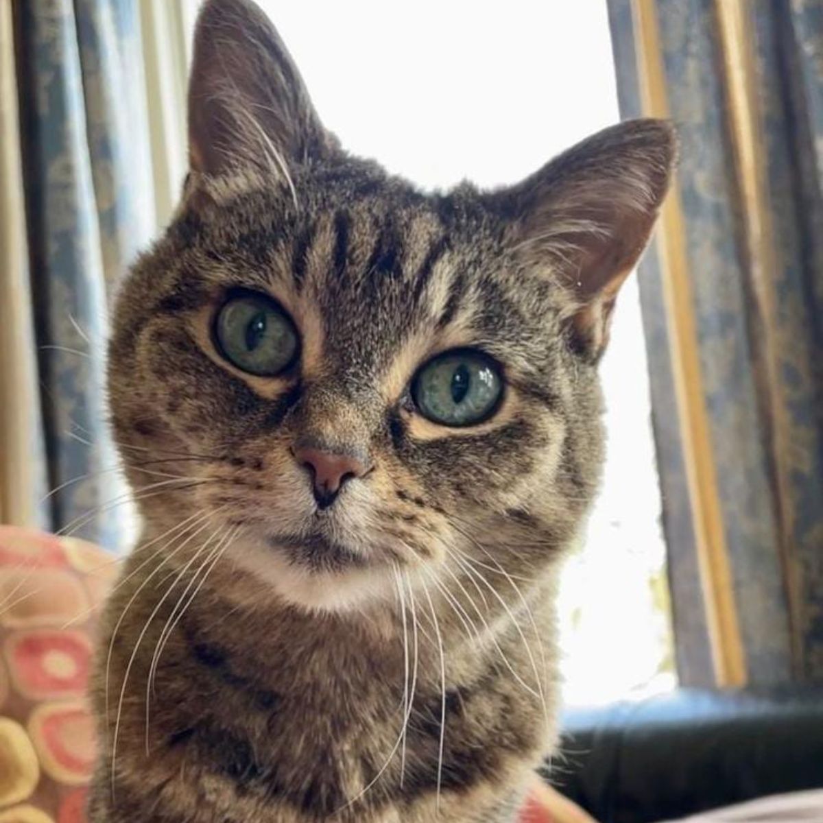 cat looking at the camera