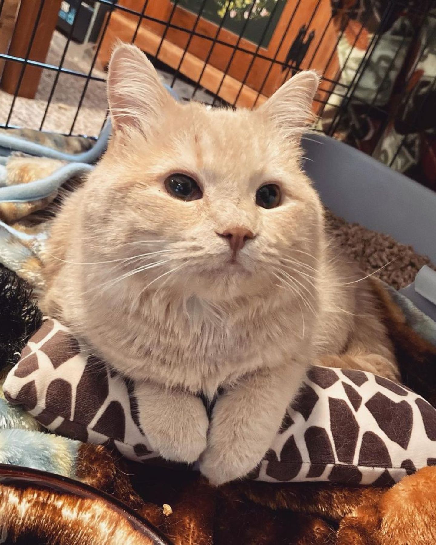 cat looking at the camera